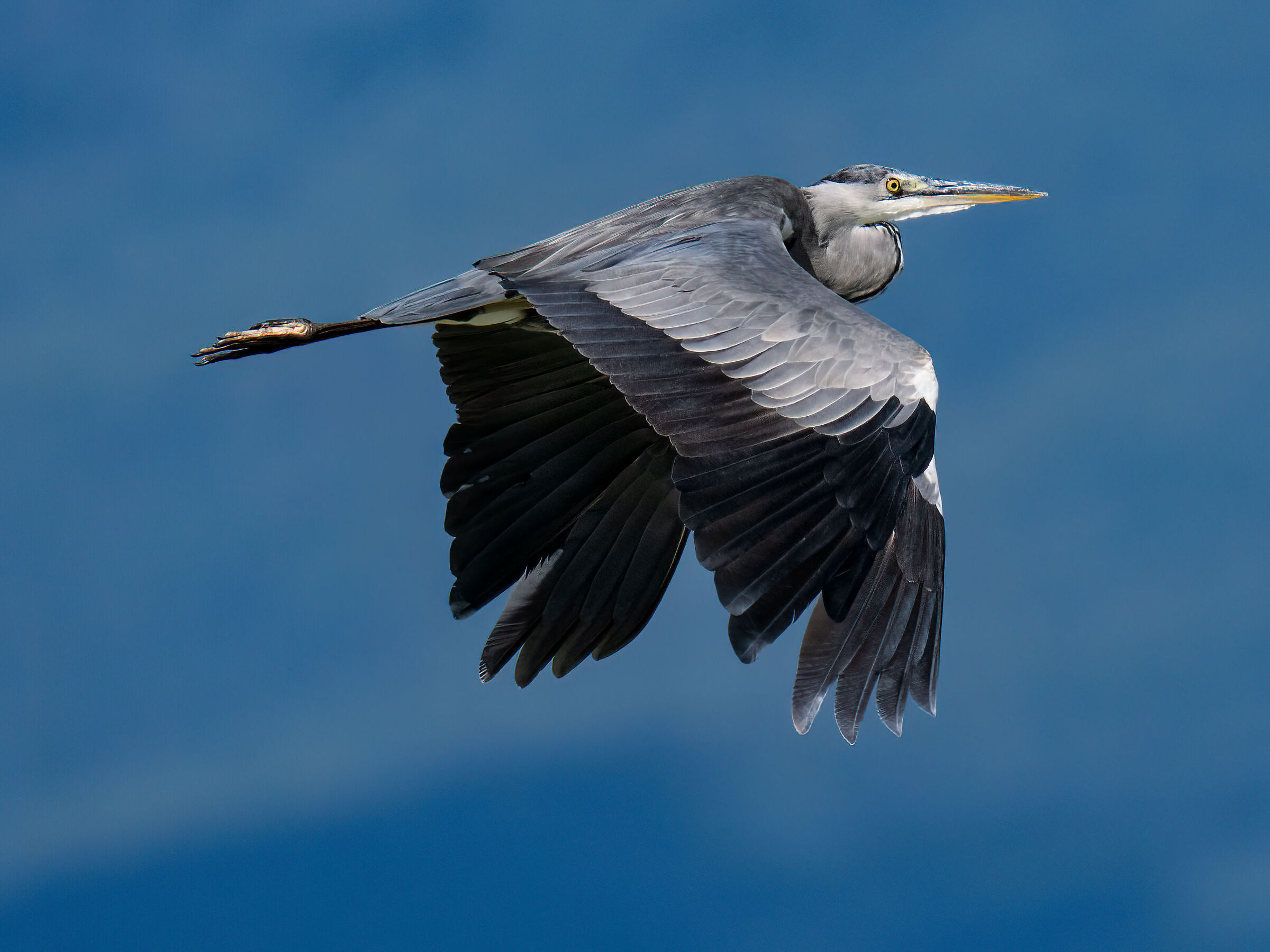 Grey heron