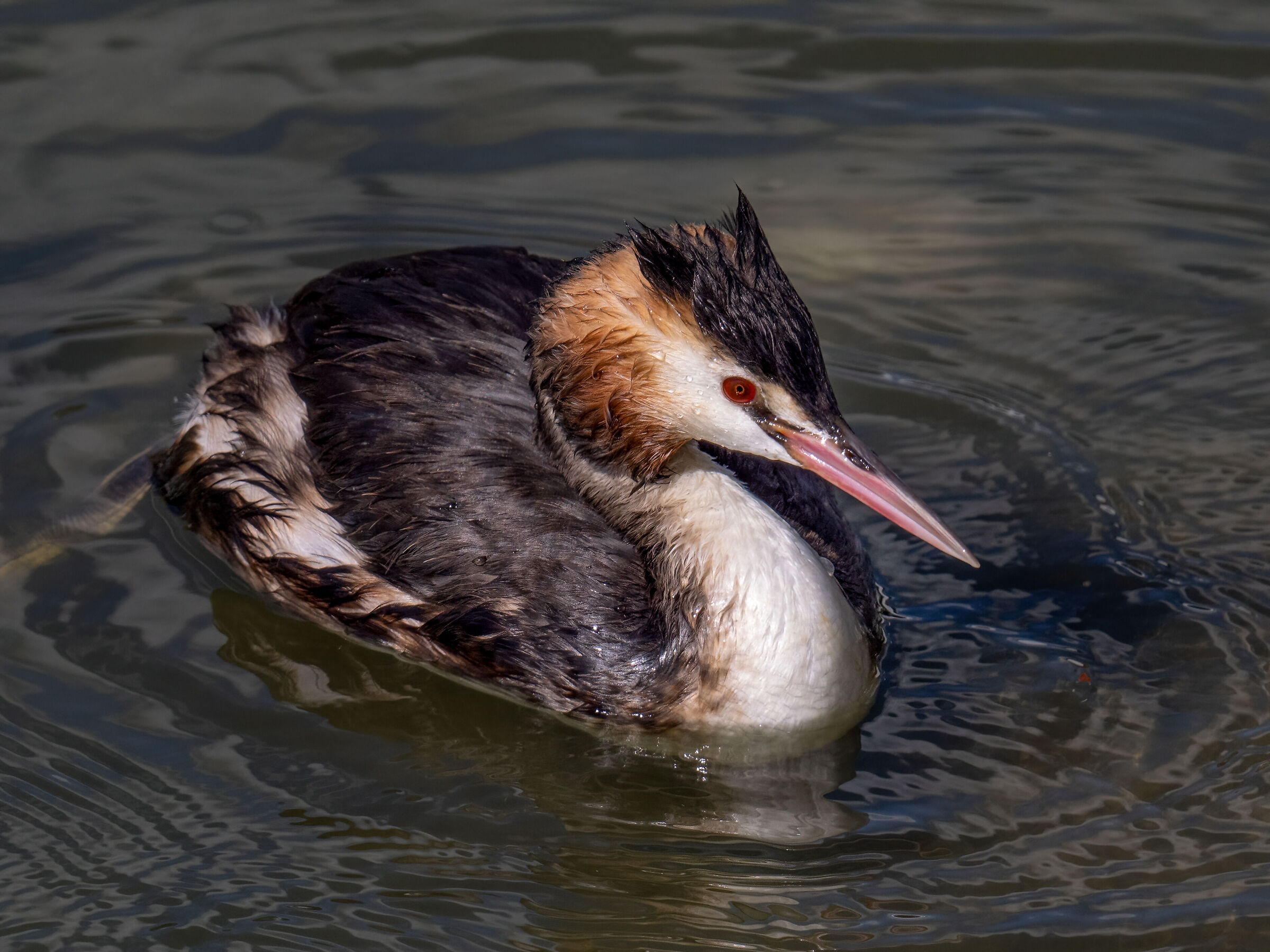 Grebe
