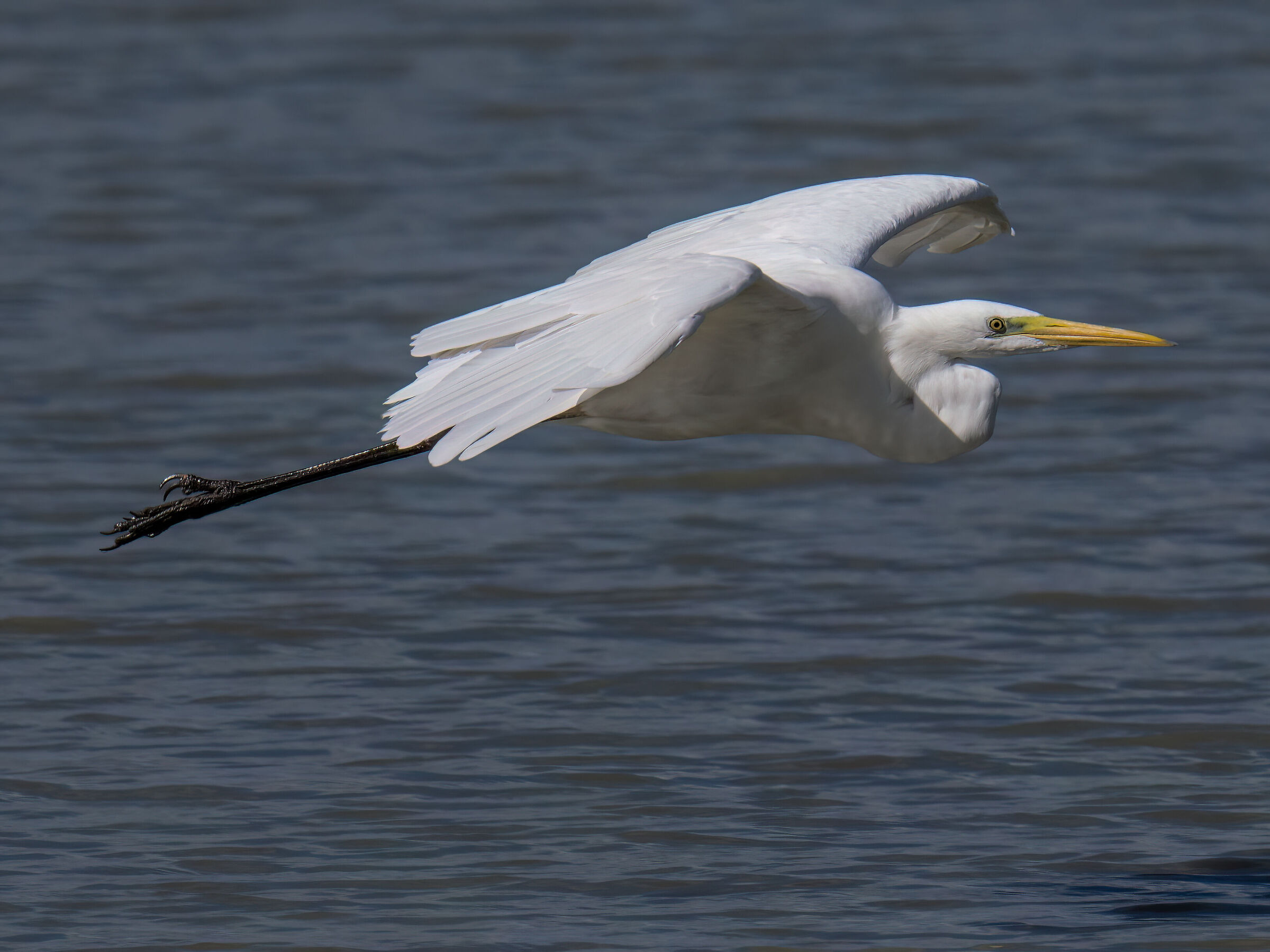Great Egret