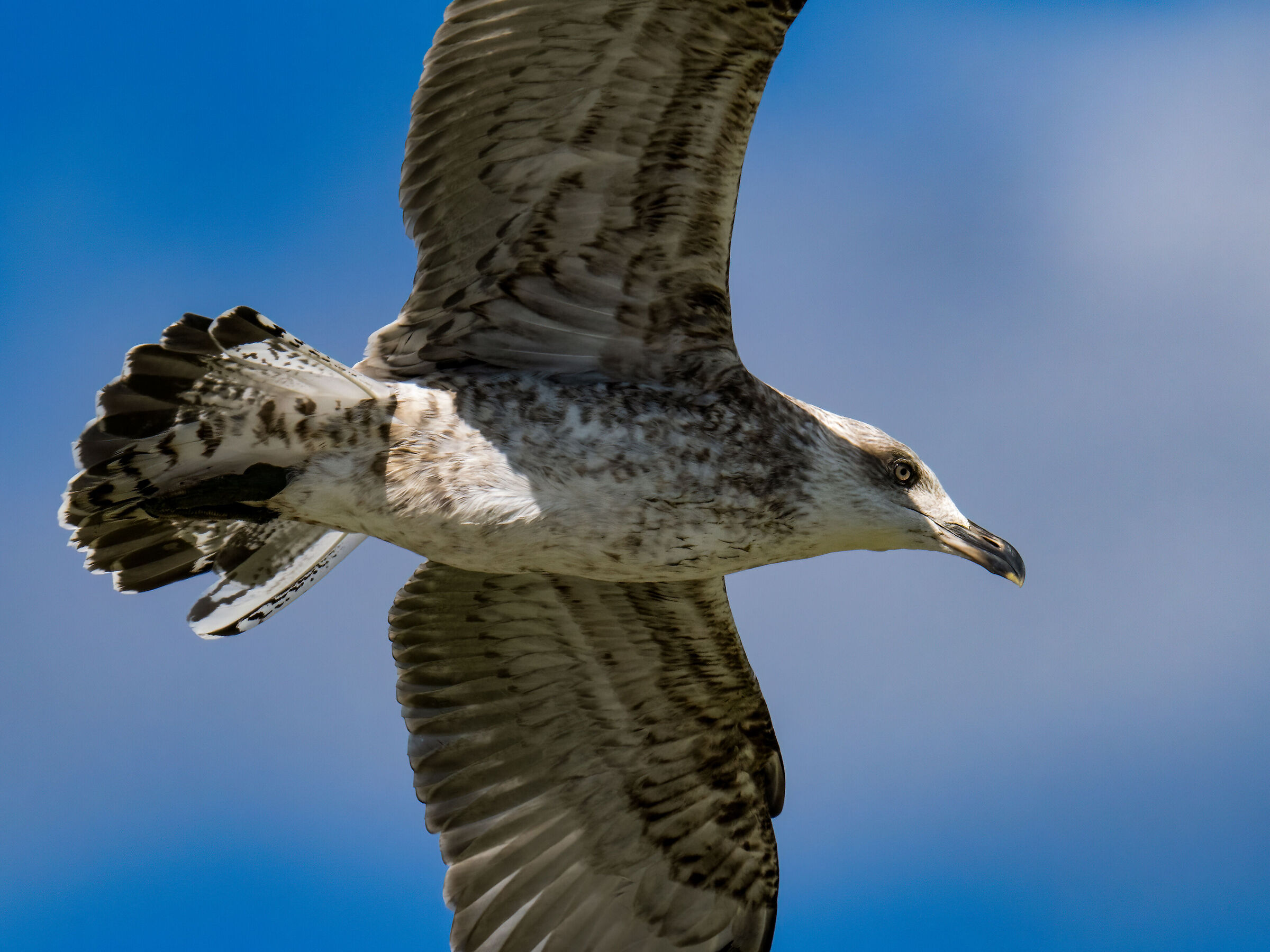 Herring gull