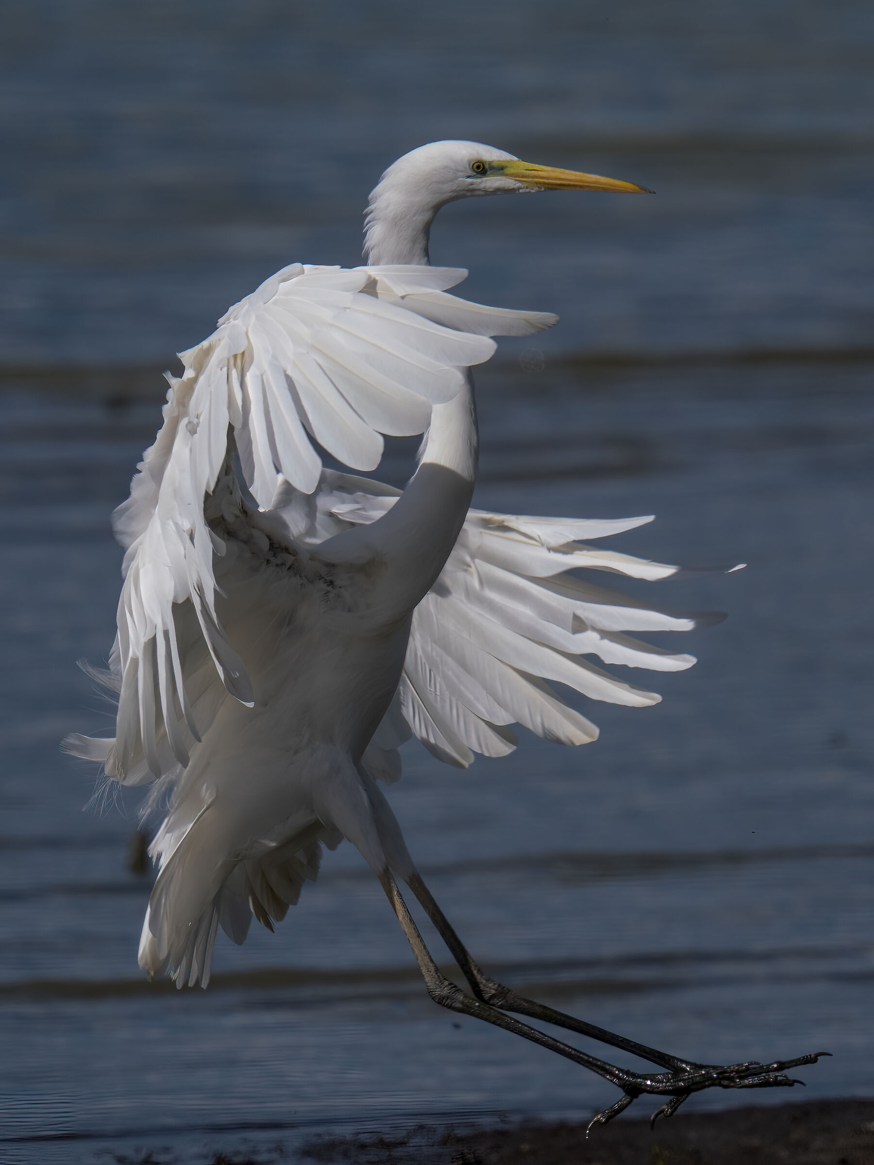 Great Egret