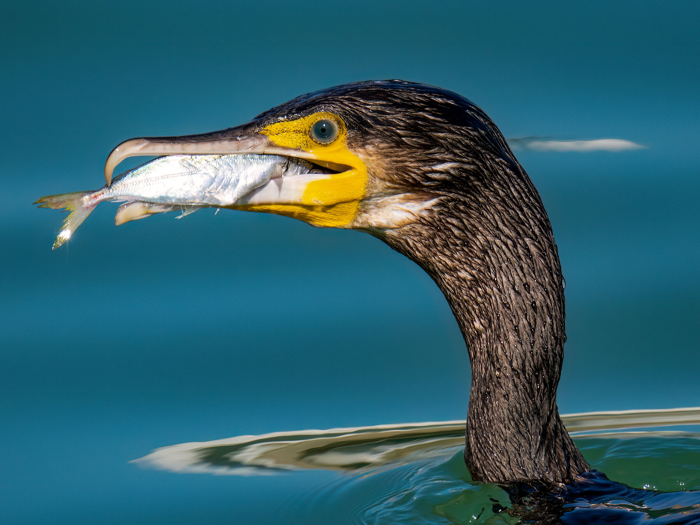 Cormorant with prey