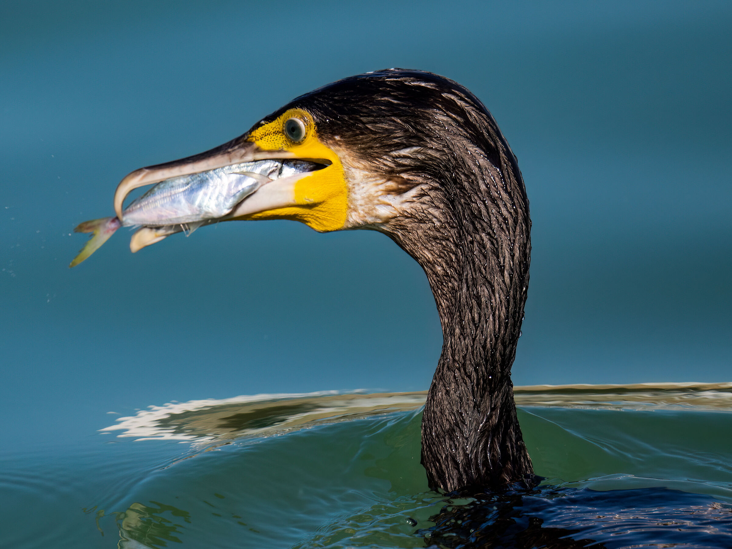 Cormorant with prey