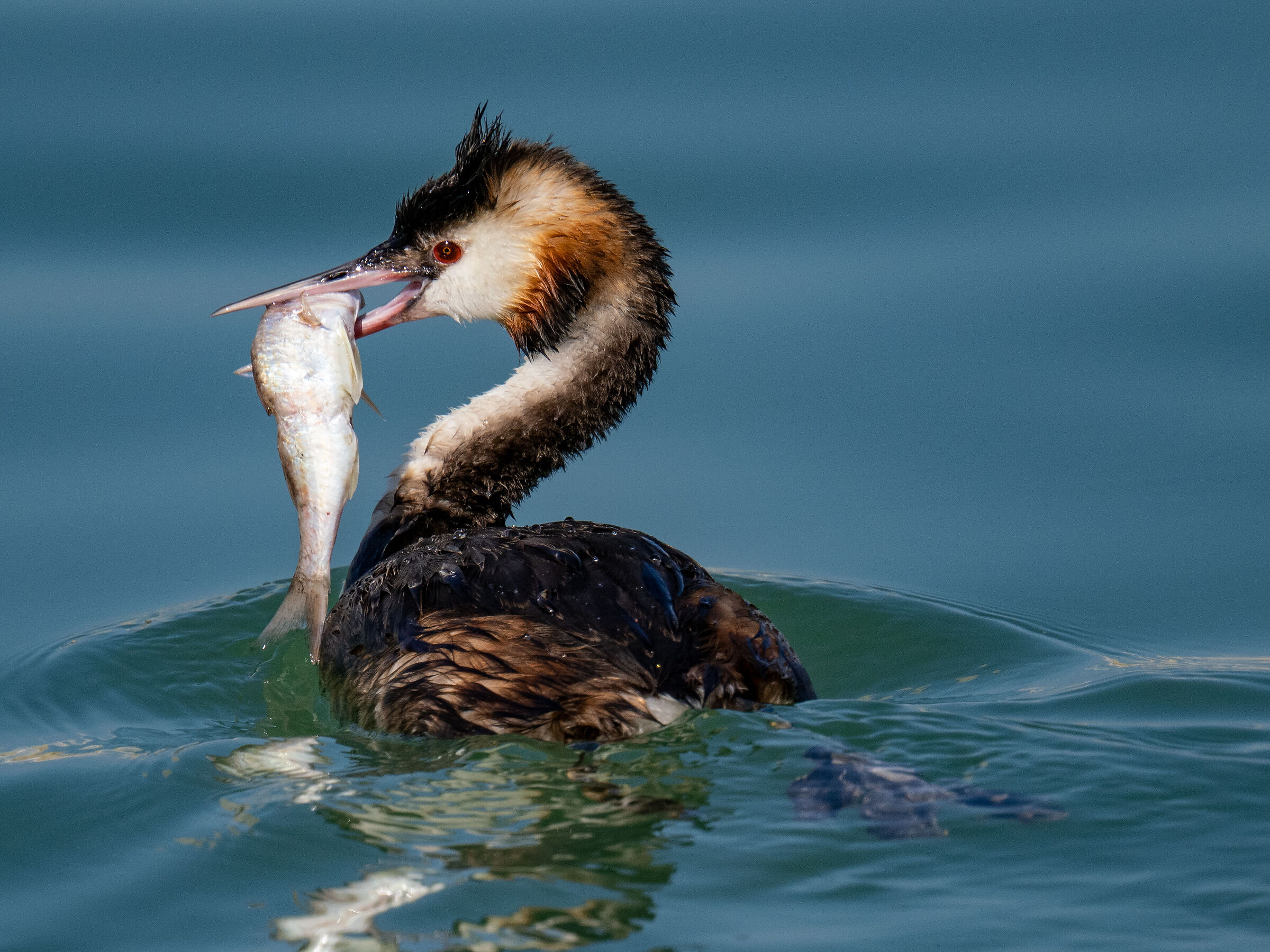 Grebe with prey