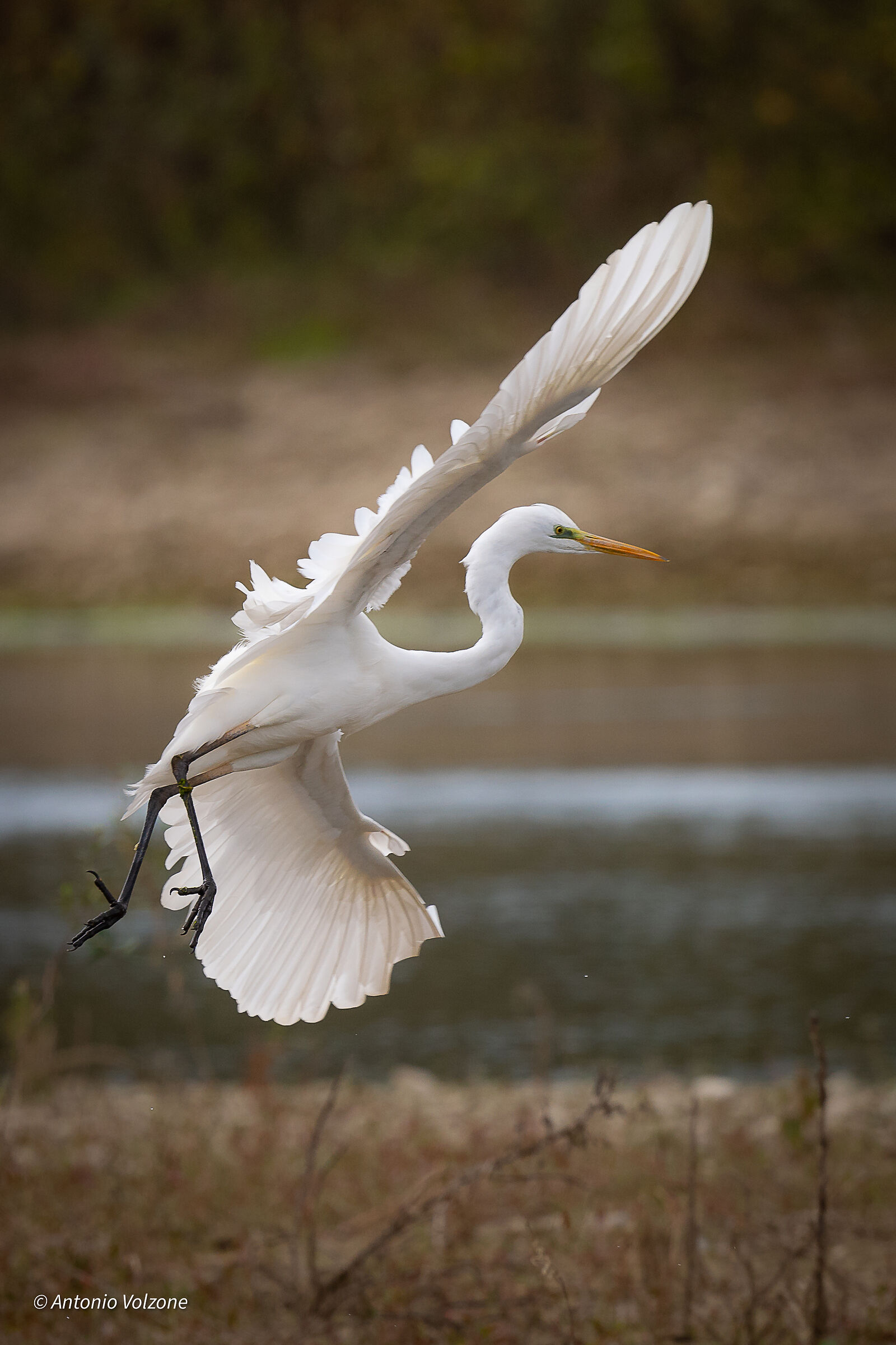 Greater White
