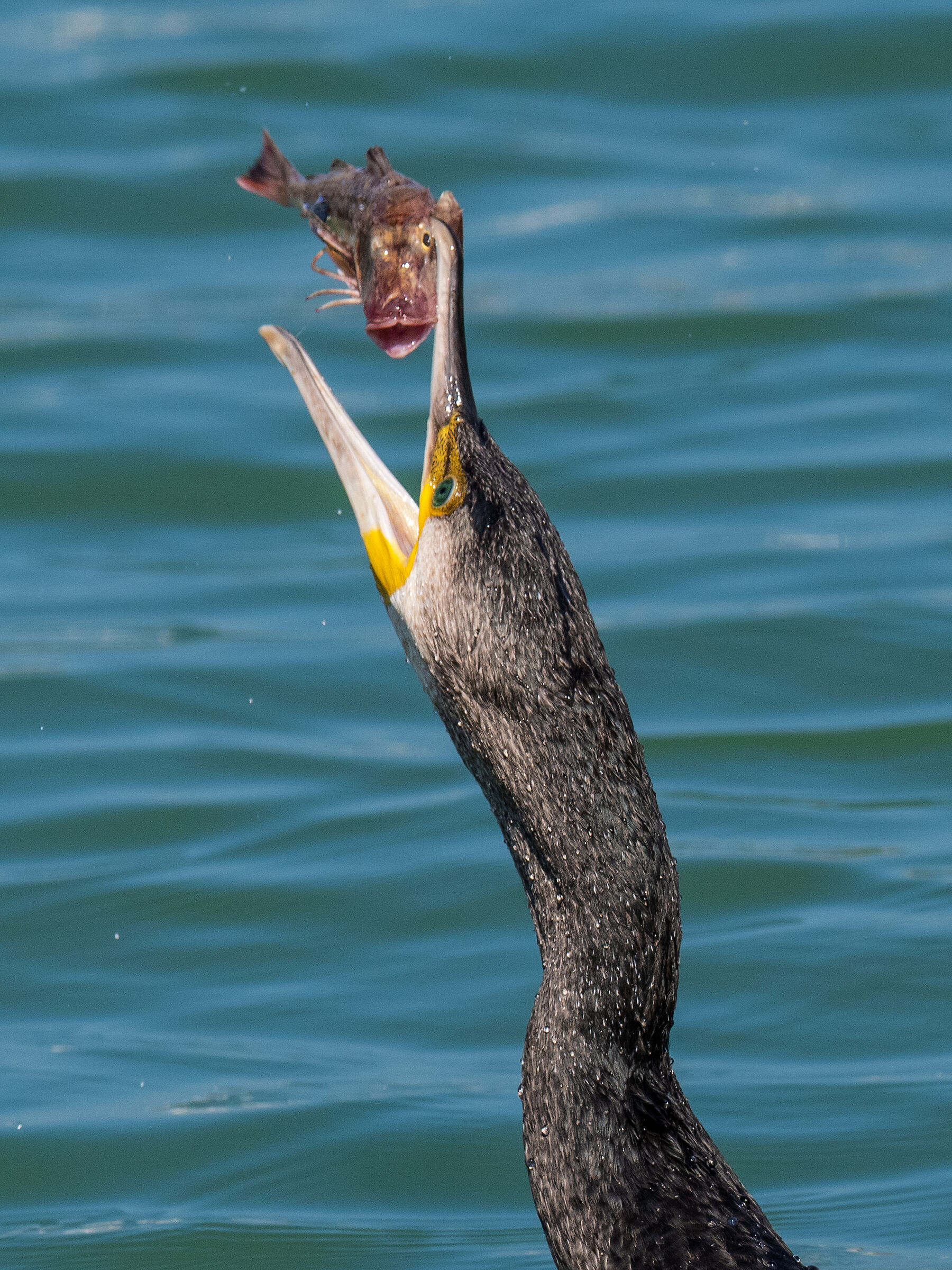 Cormorant with big head
