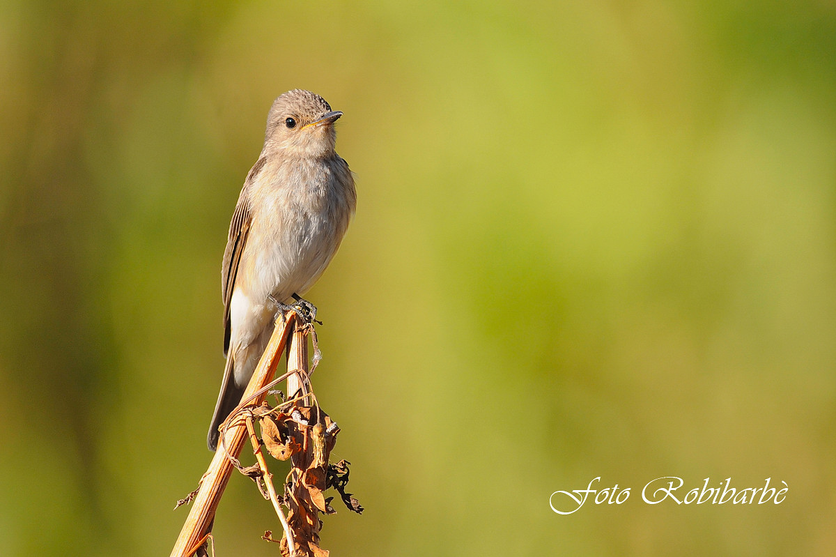 Pigliamosche..........