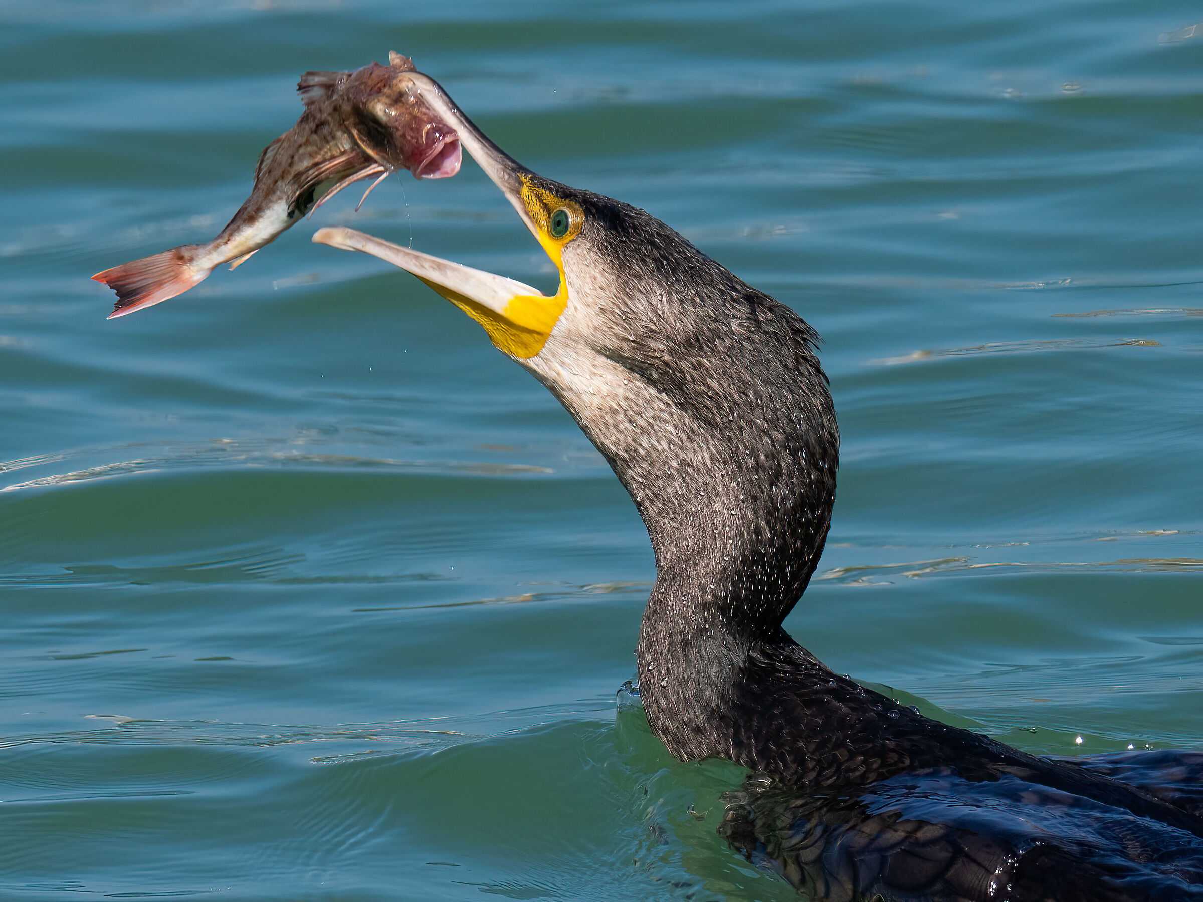 Cormorant with testola