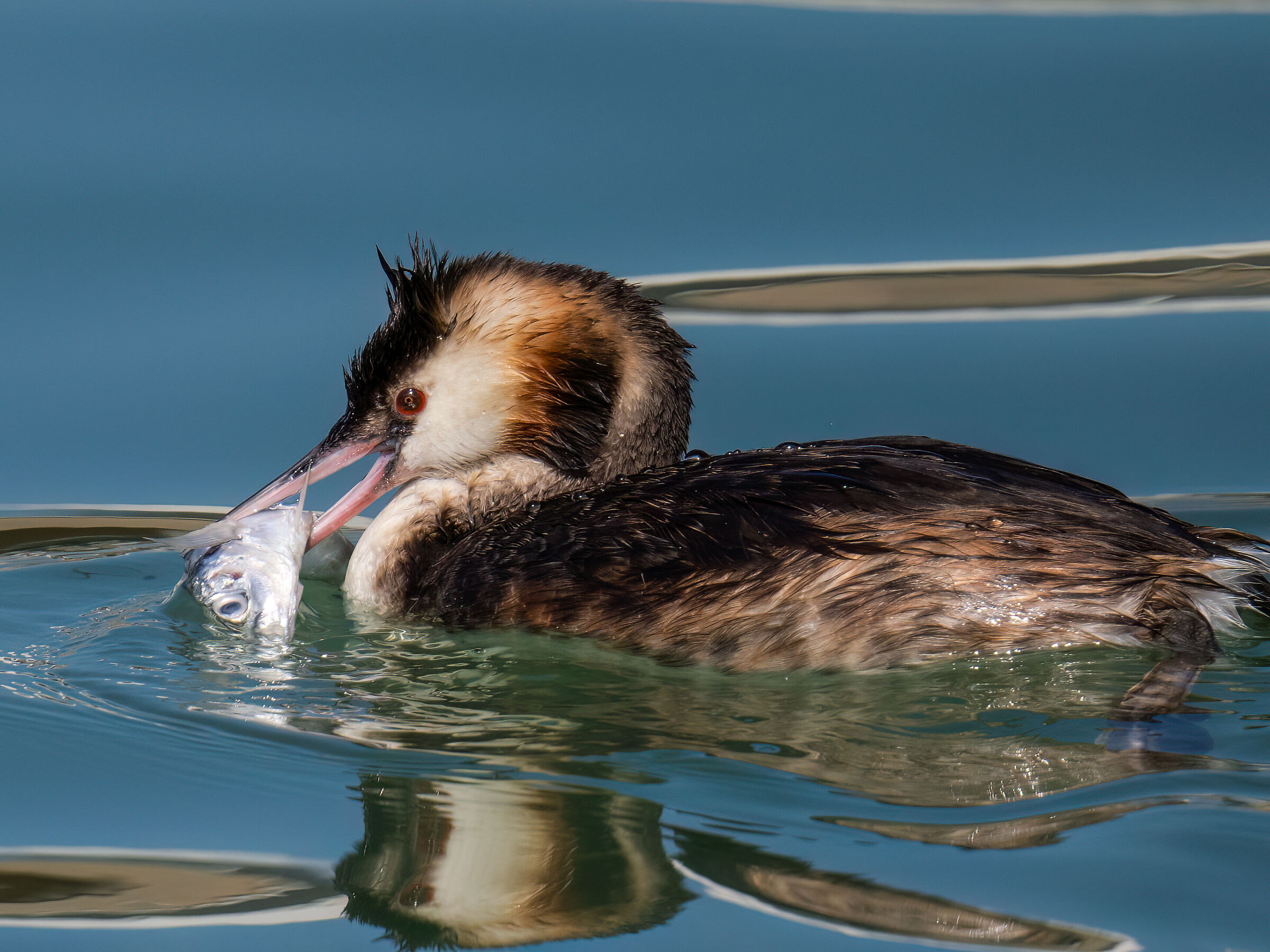 Grebe with prey