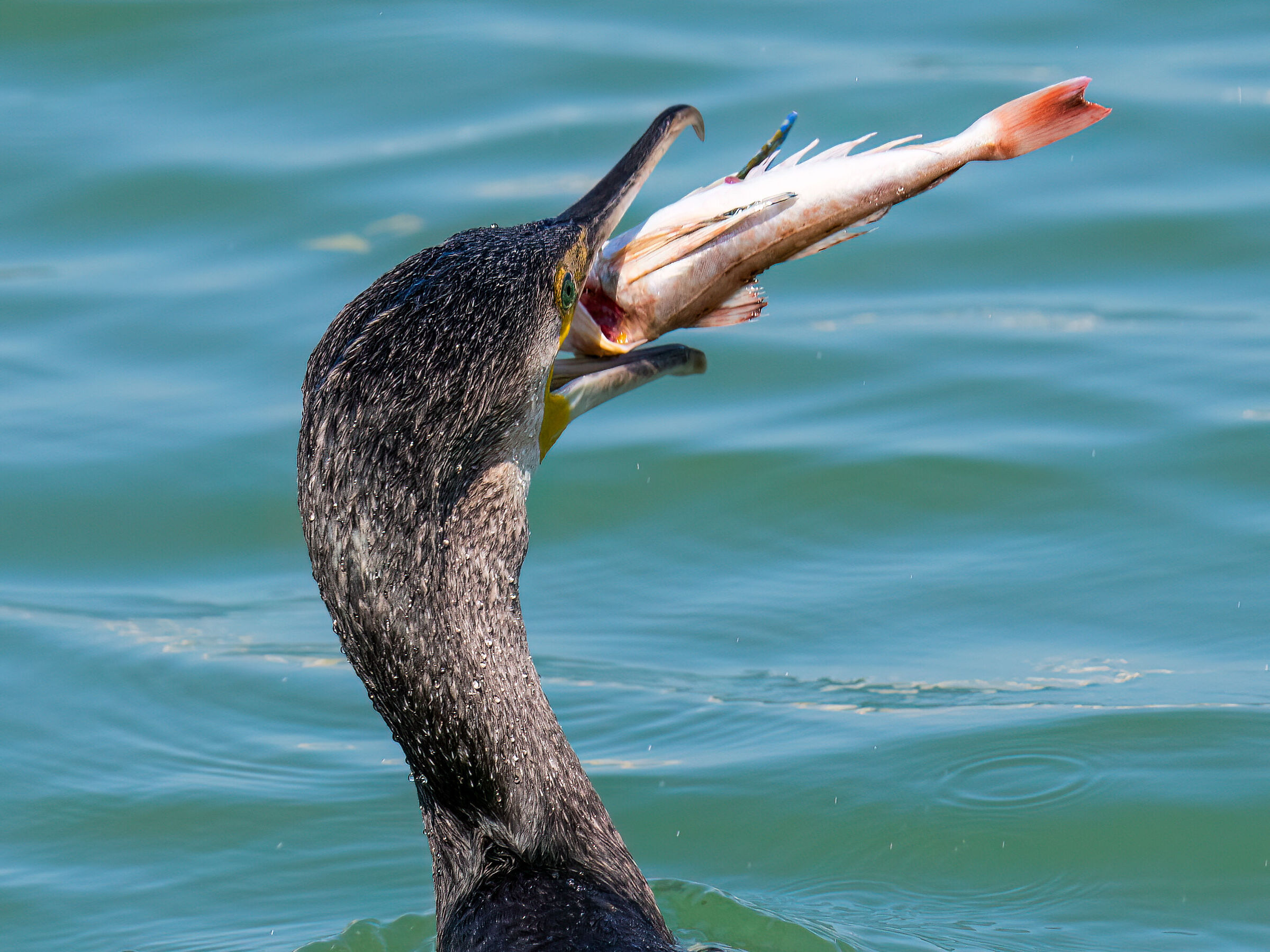 Grebe with fish