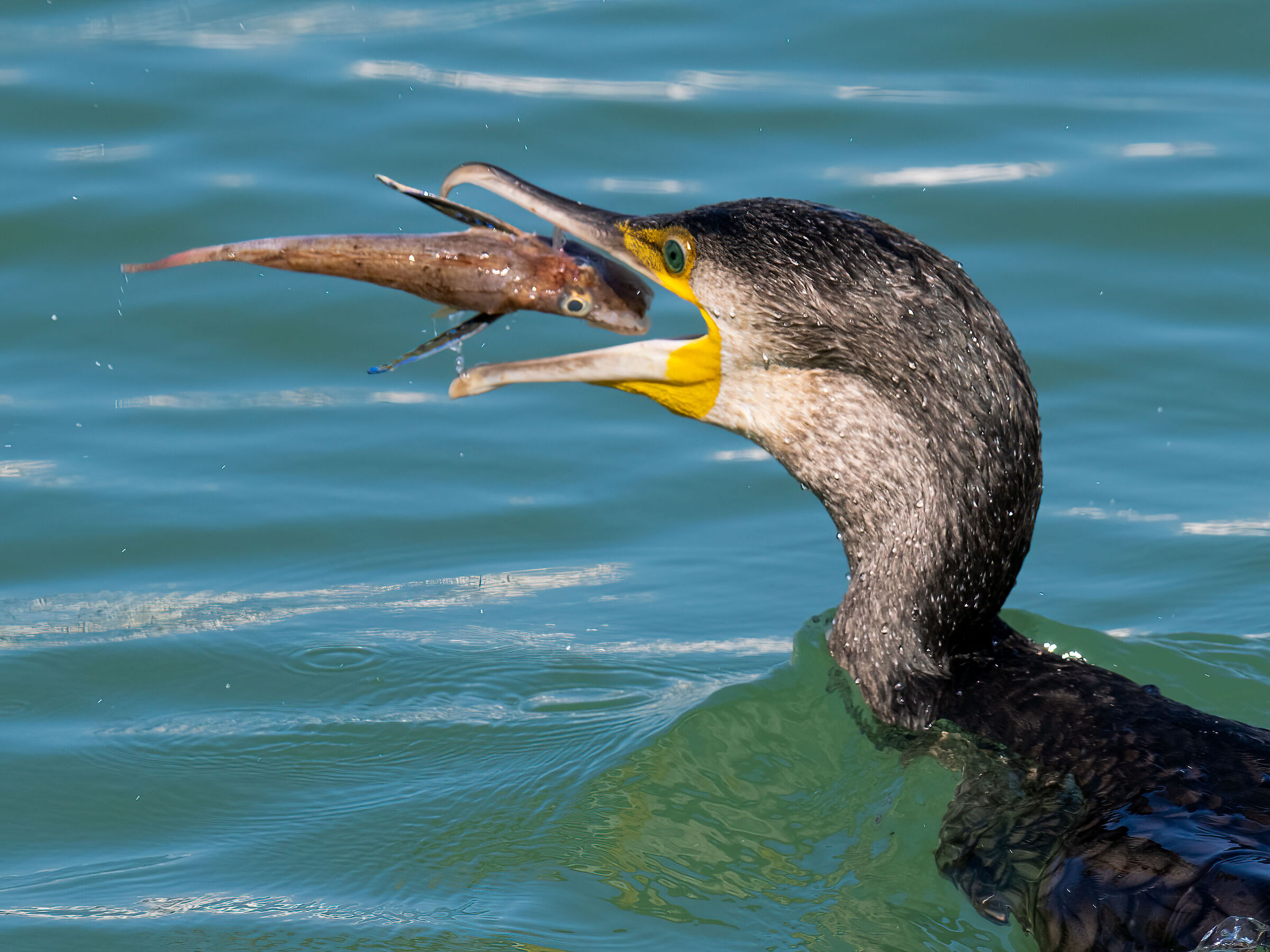 Cormorant with testola