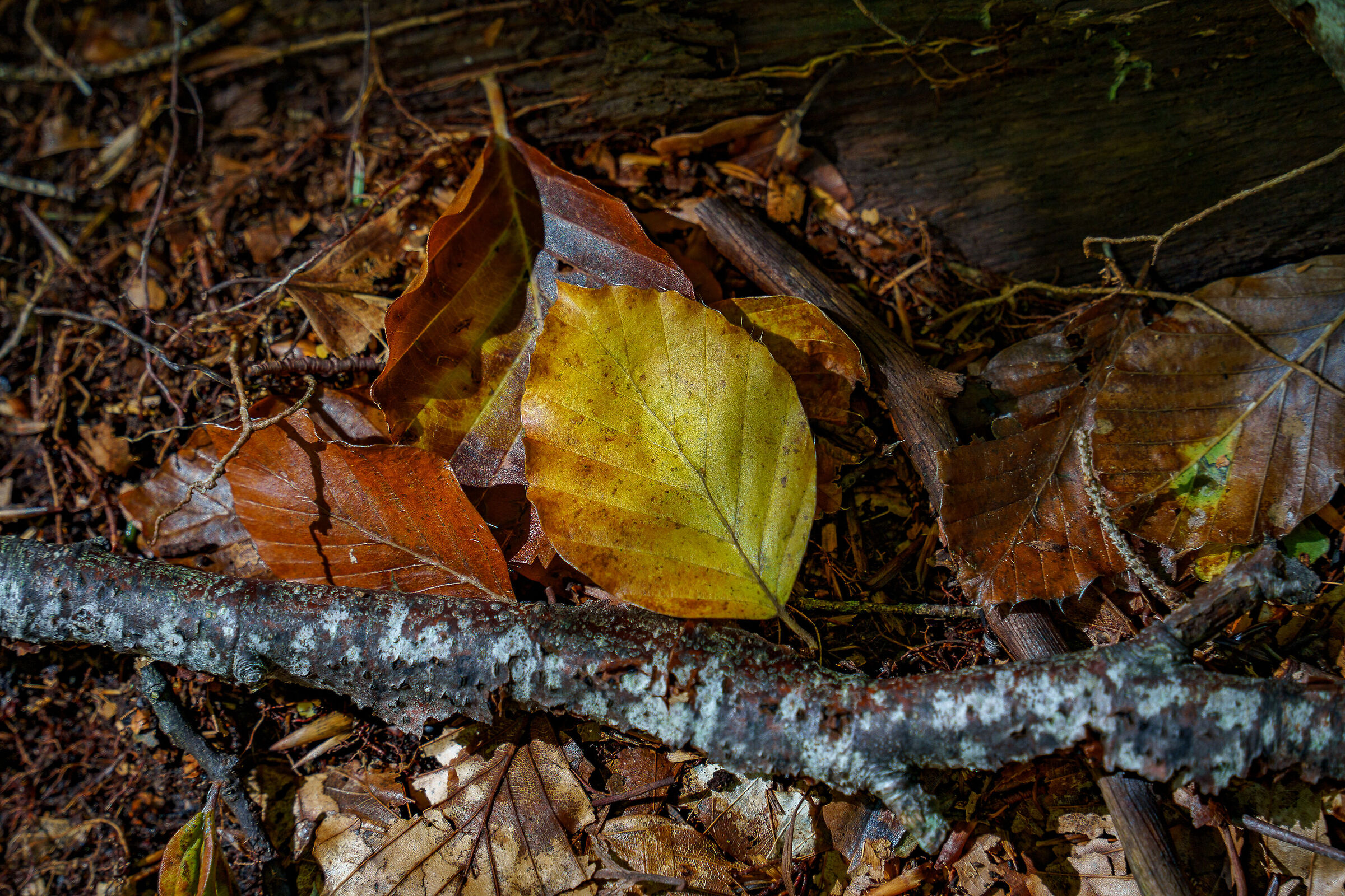 Autunno nel bosco...
