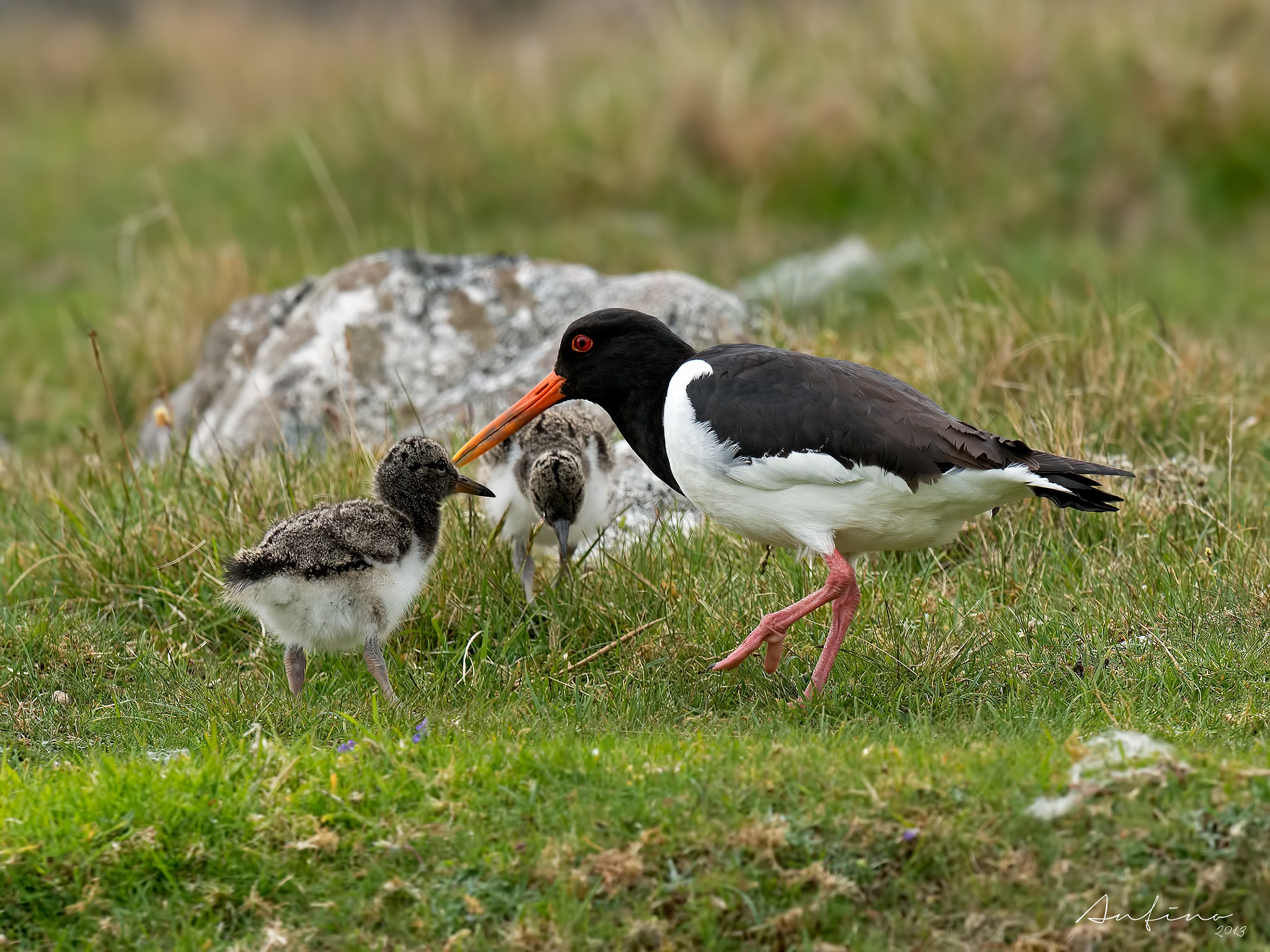 Oystercatcher with small