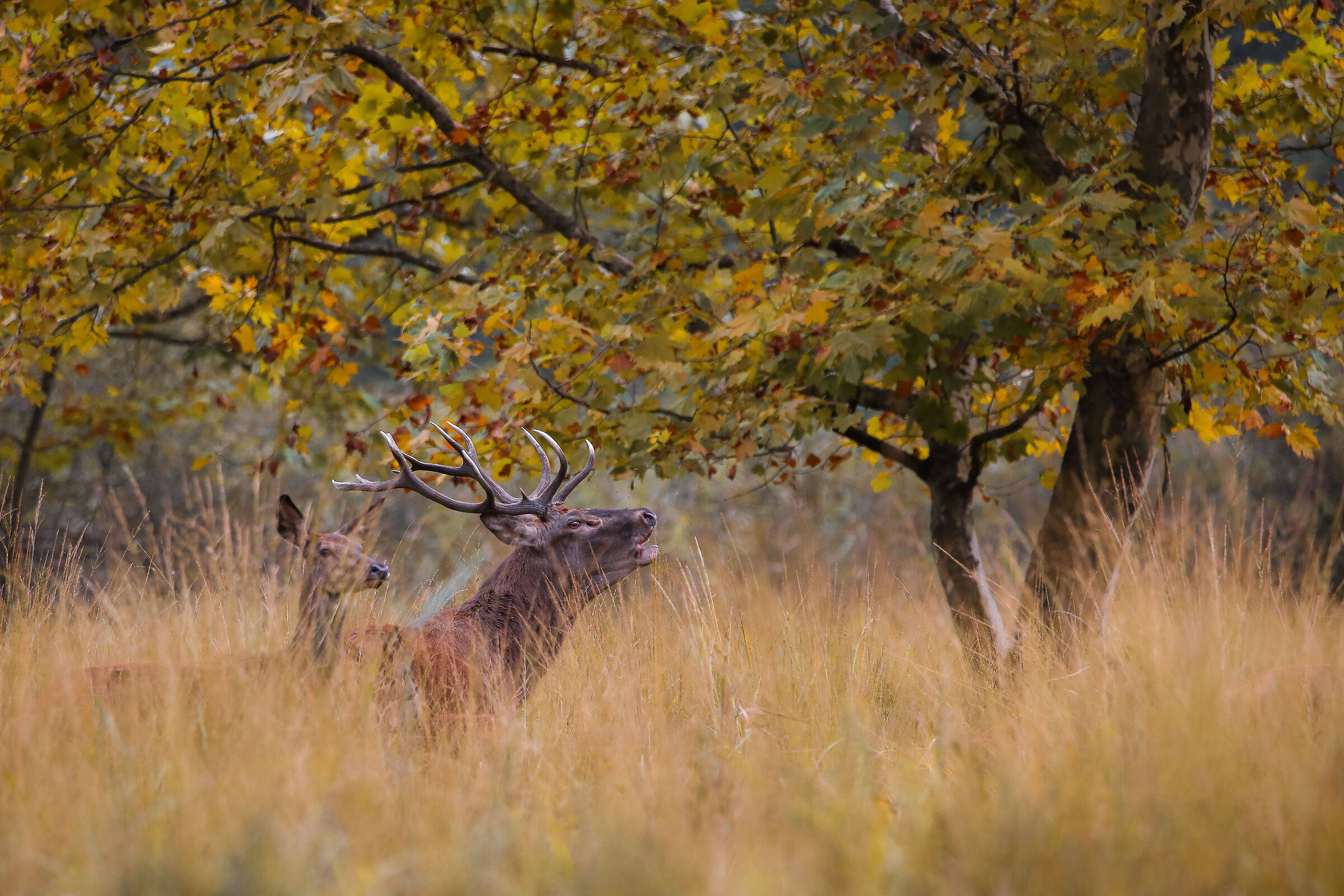 Deer roar