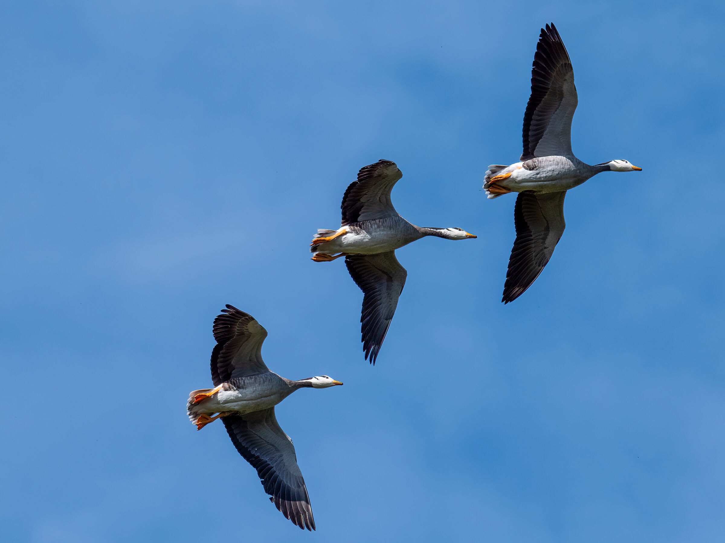 Oca in volo