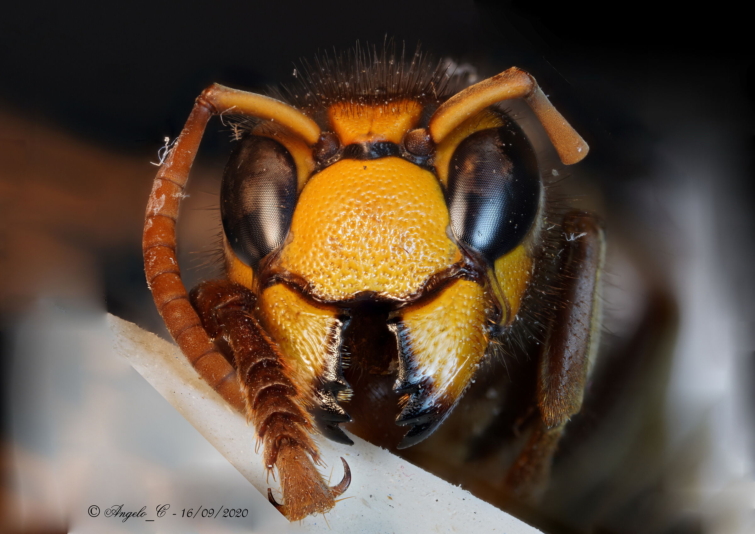Vesposta died of natural causes