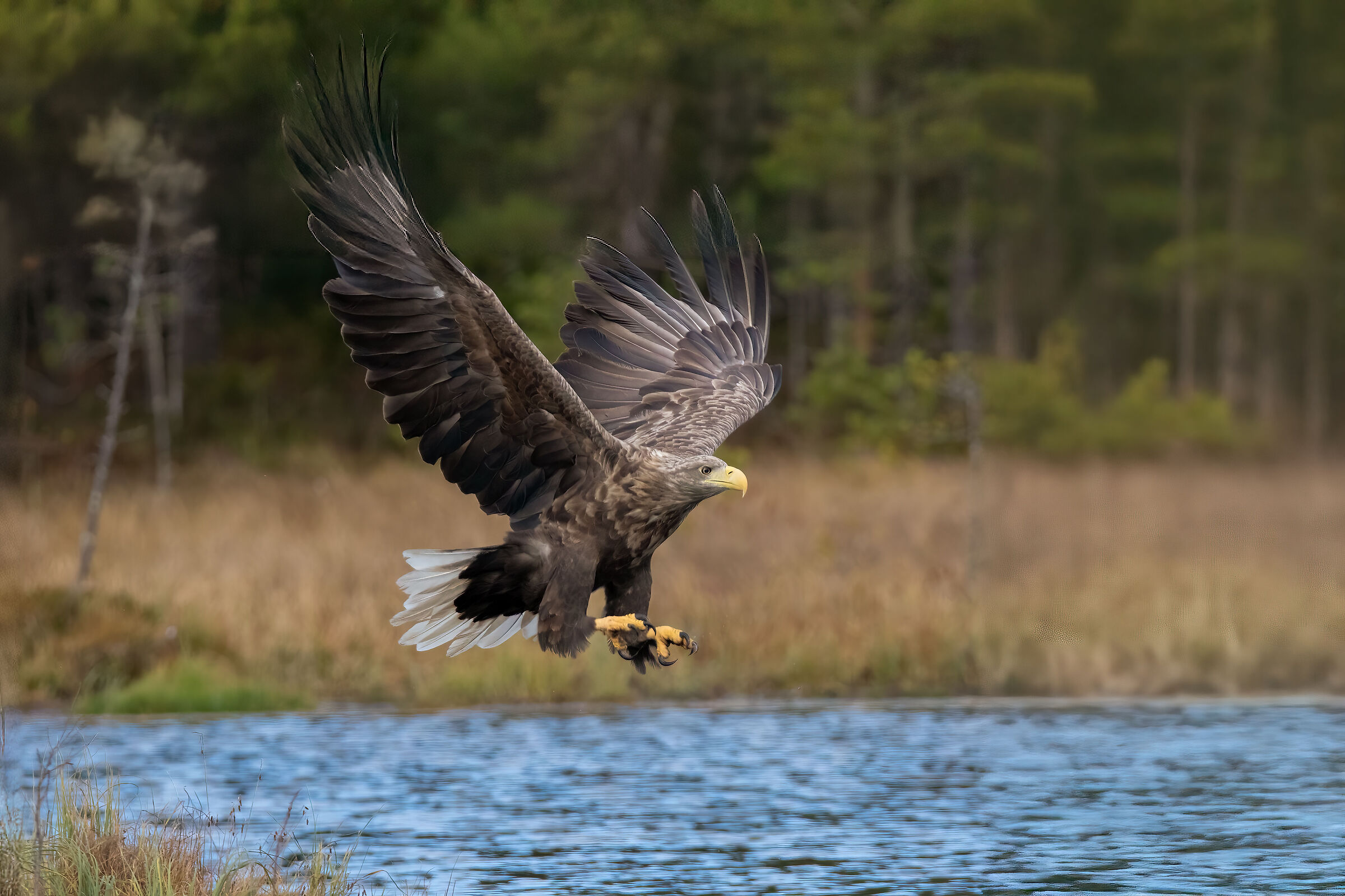 Aquila di mare coda bianca