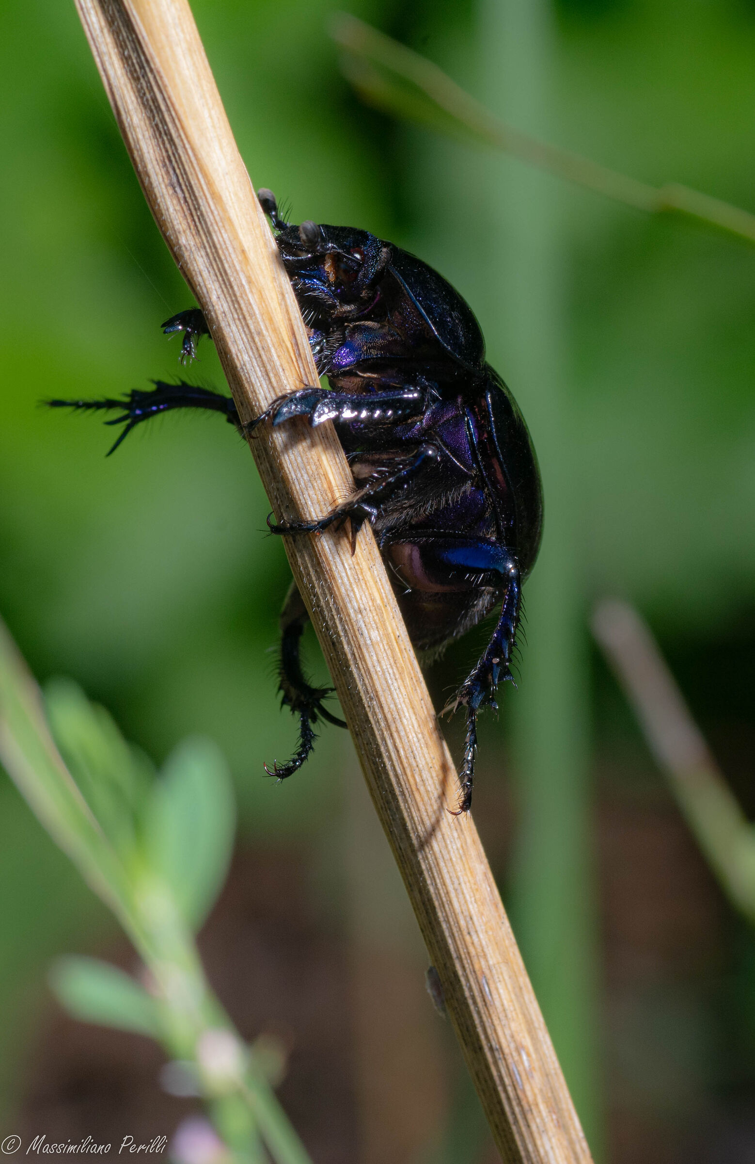 scarabeo
