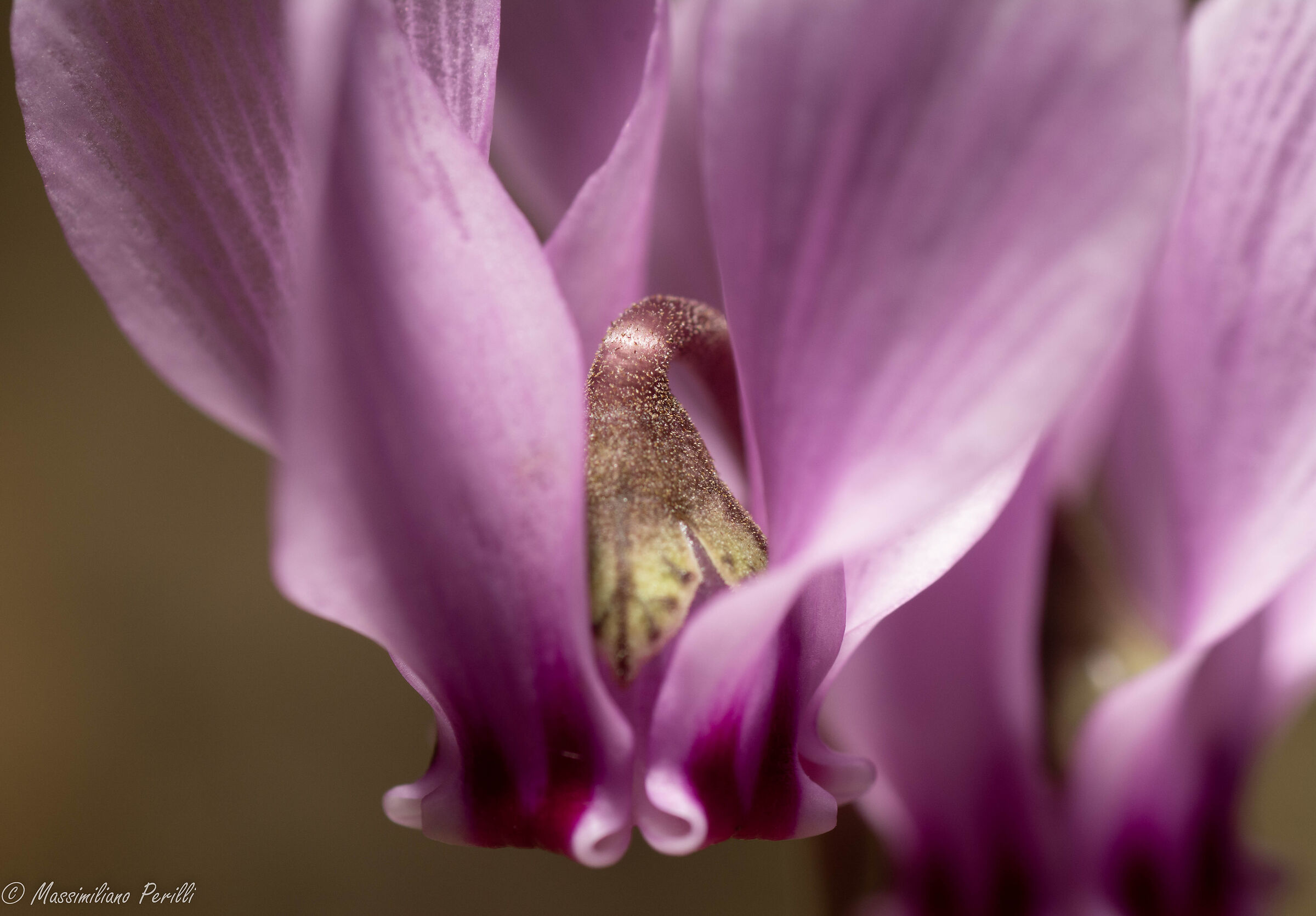 ciclamino