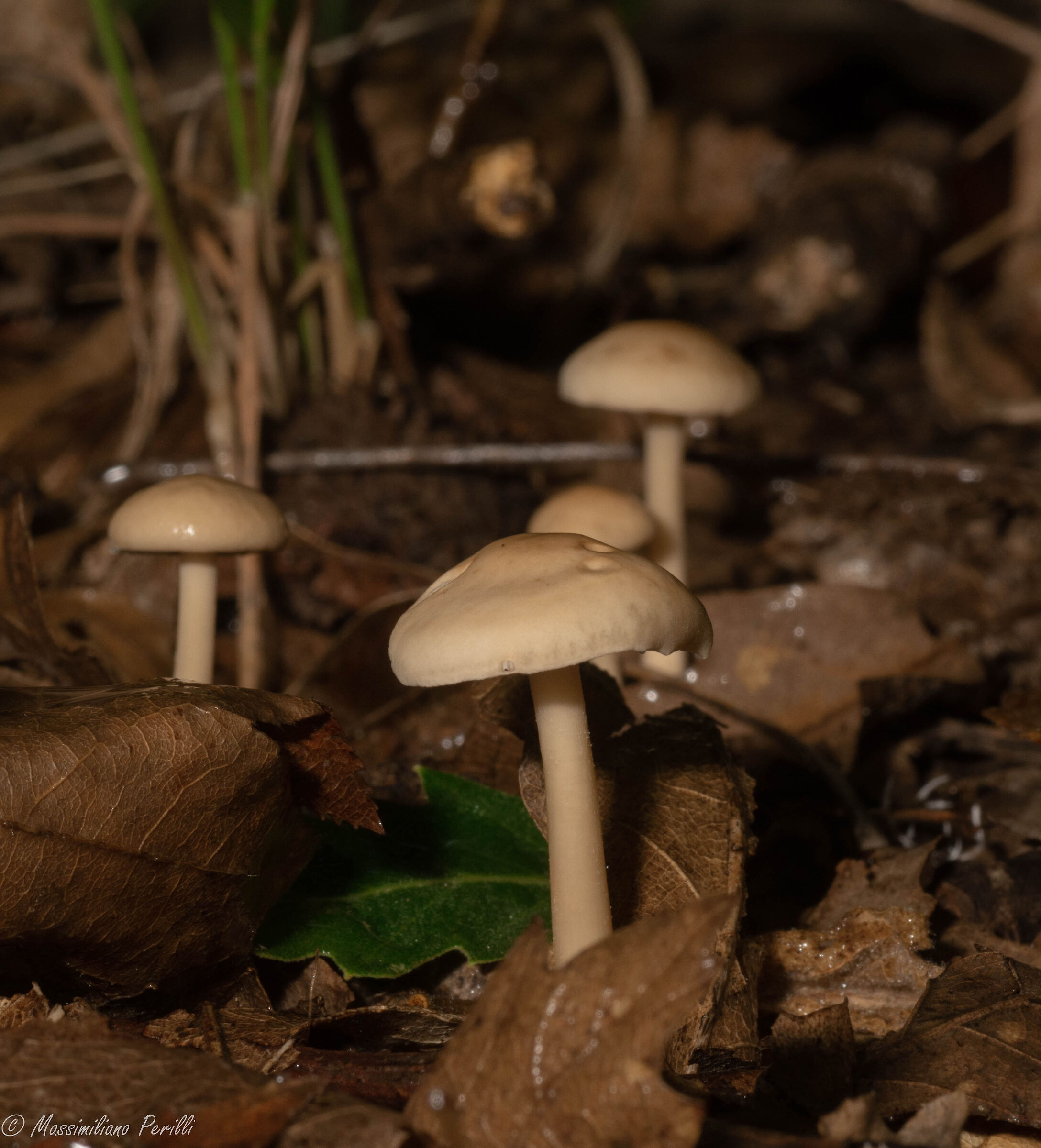 funghi
