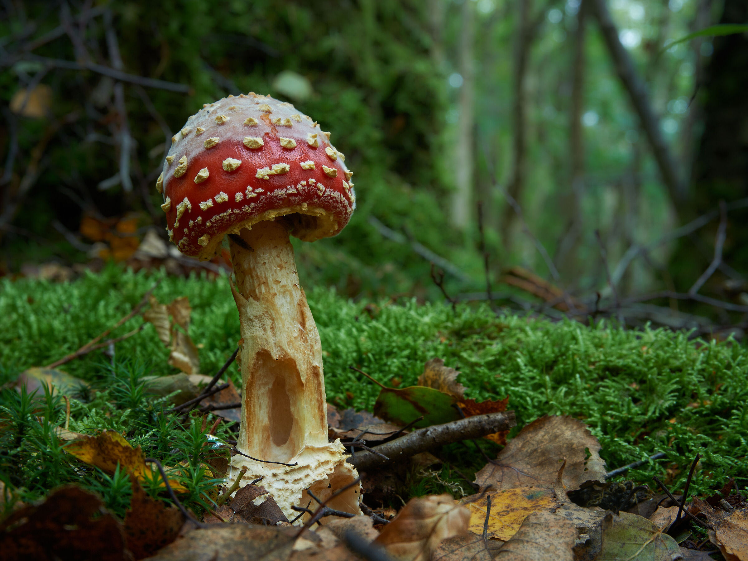 Amanita muscaria
