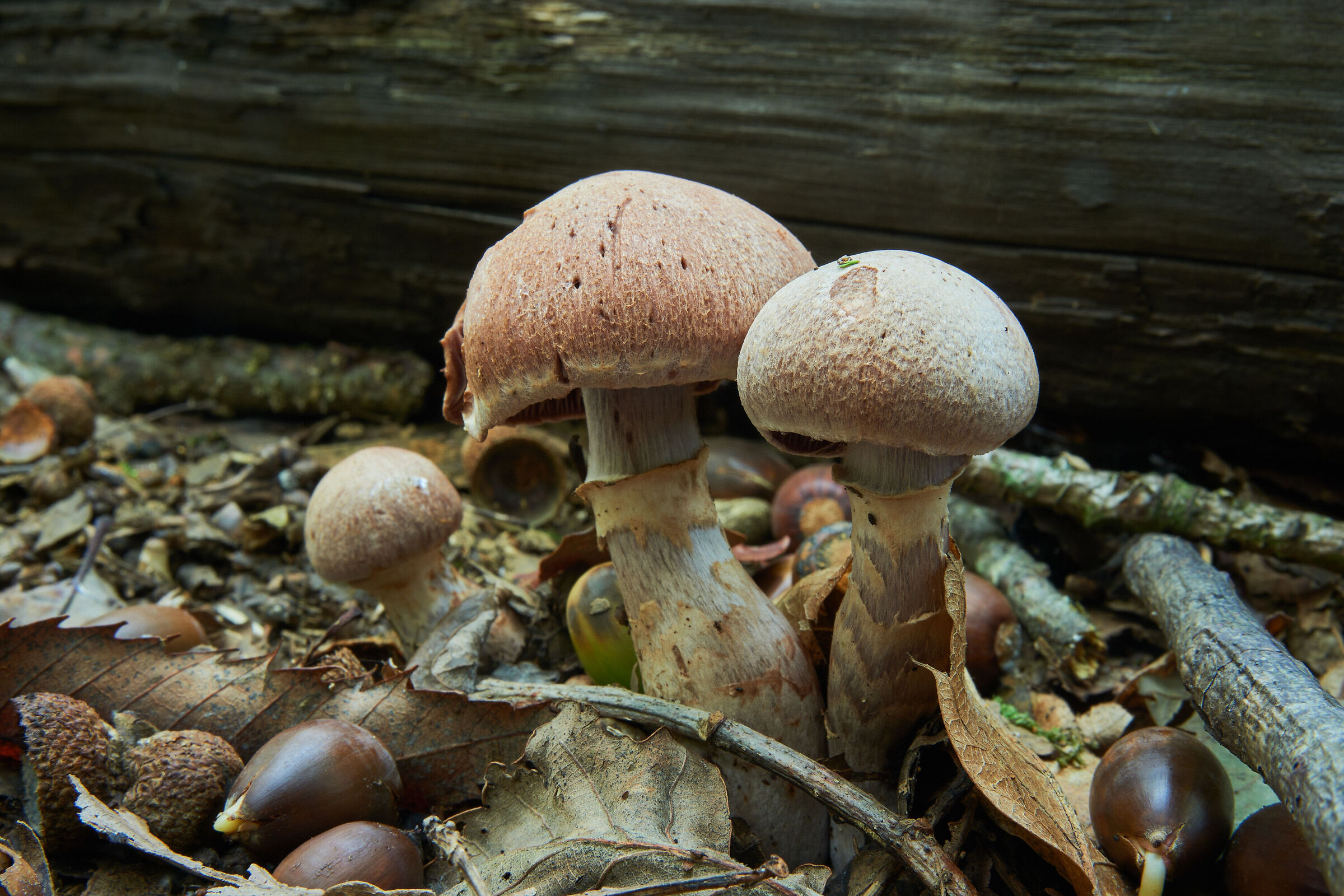Cortinarius sp.