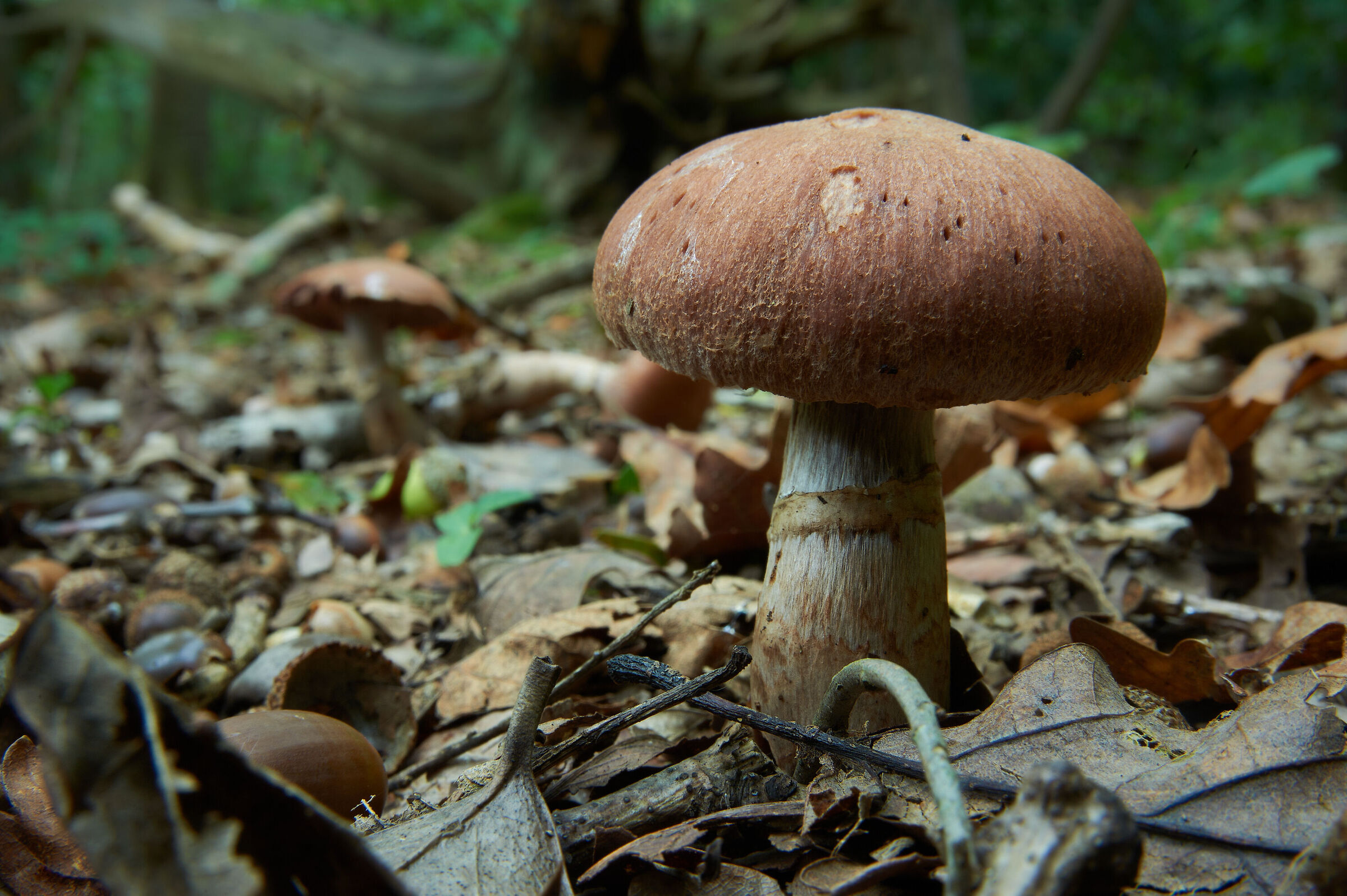 Cortinarius sp.