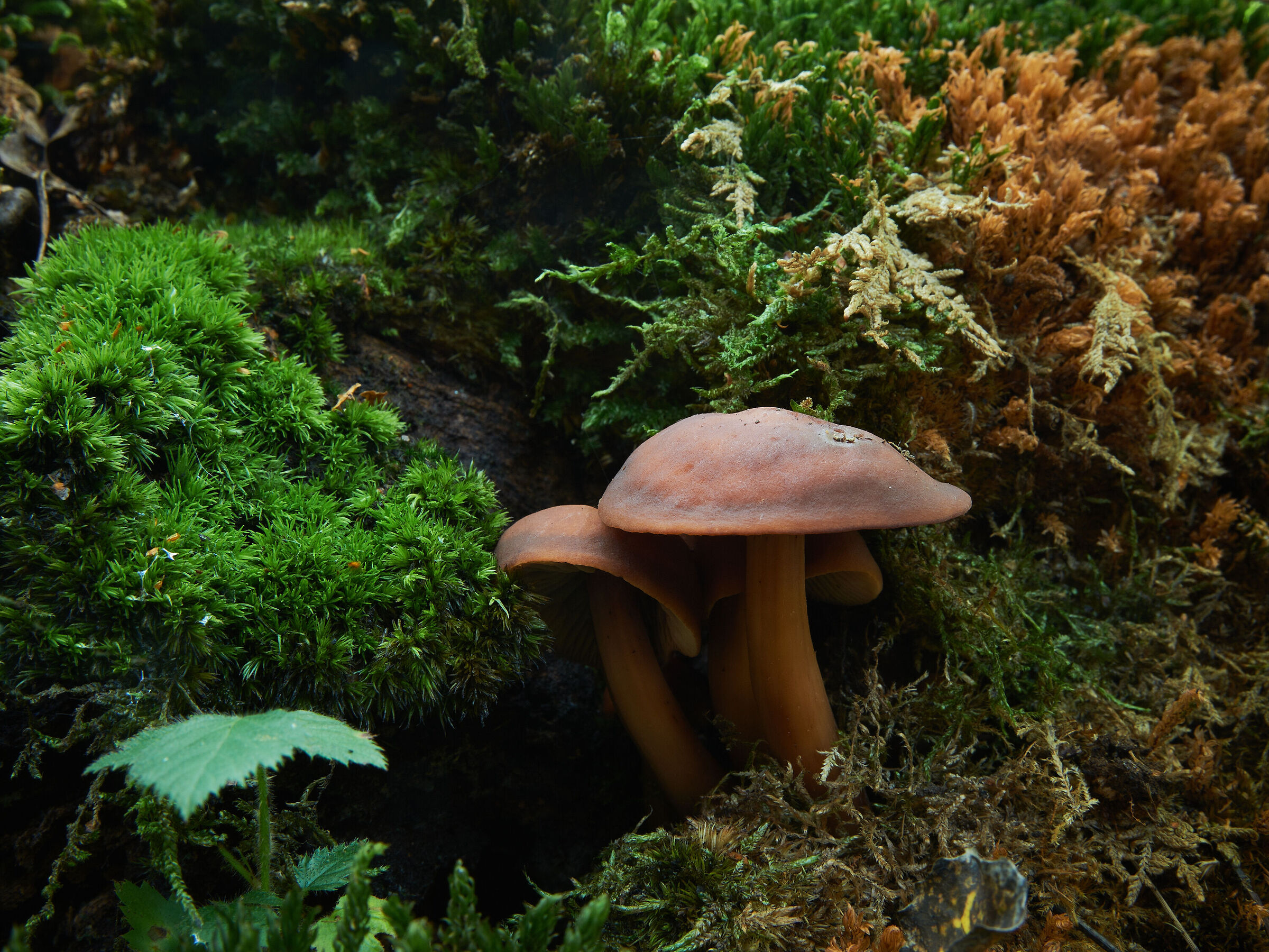 Gymnopilus sp.