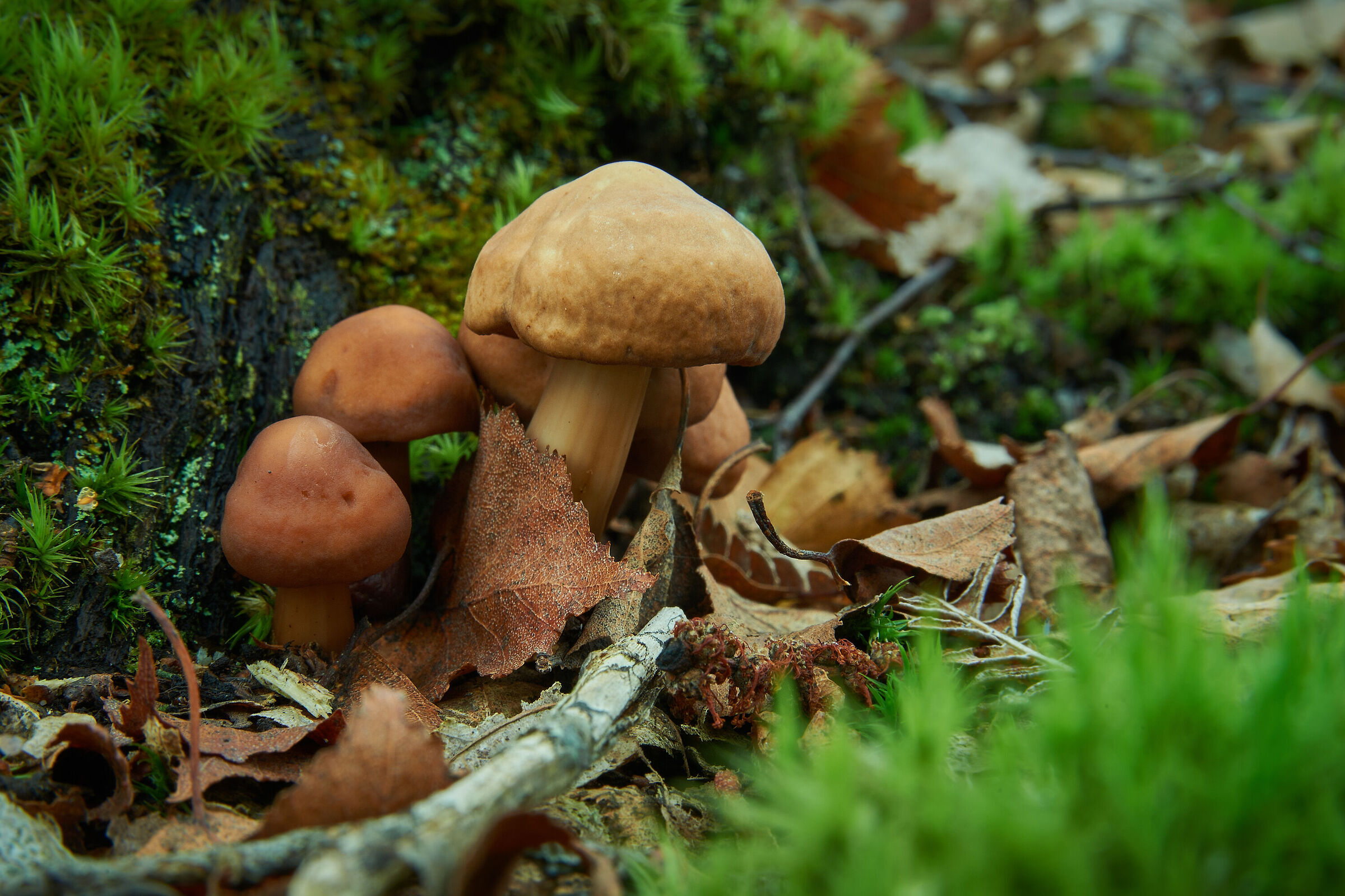 Gymnopilus sp.