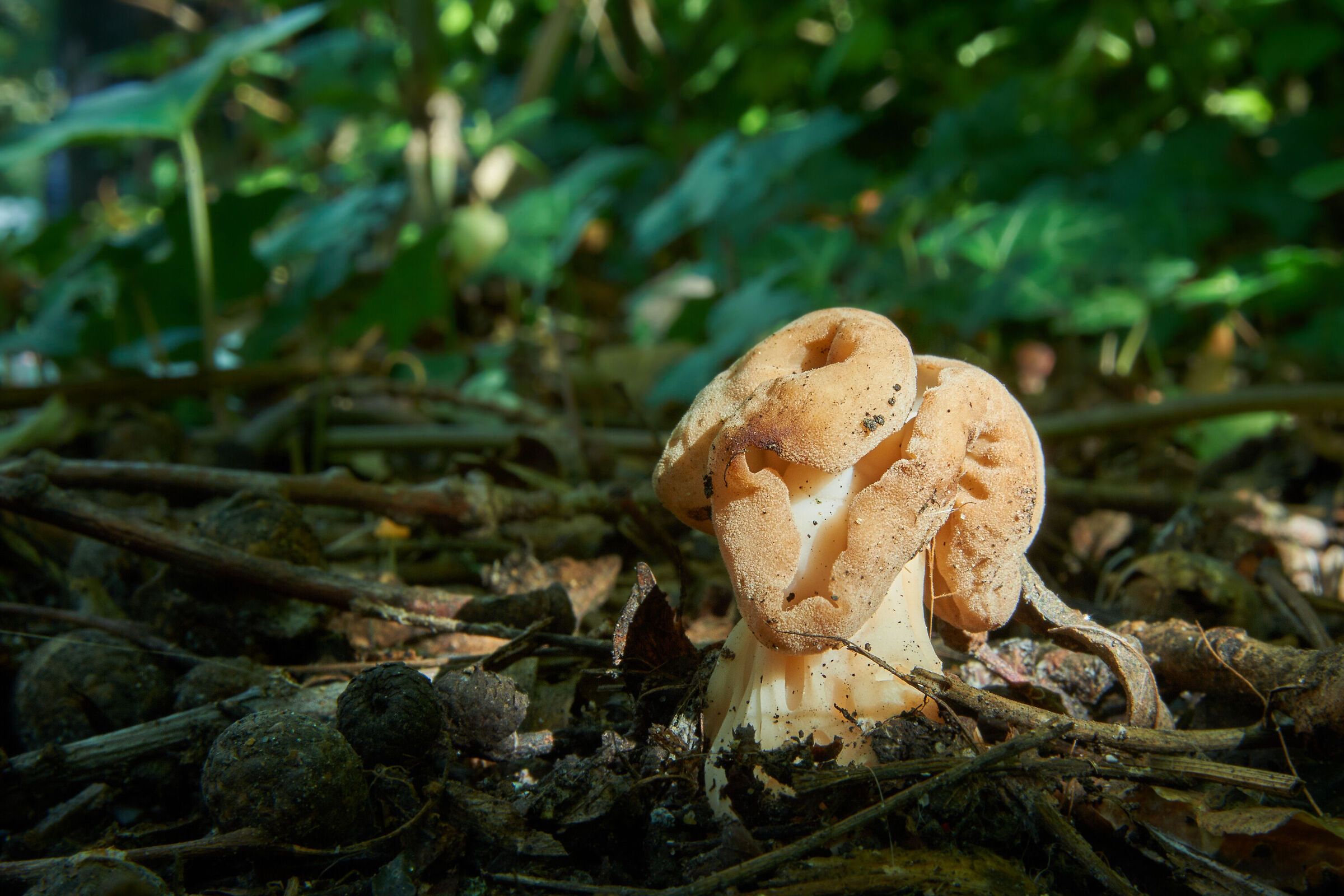 Helvella crispa