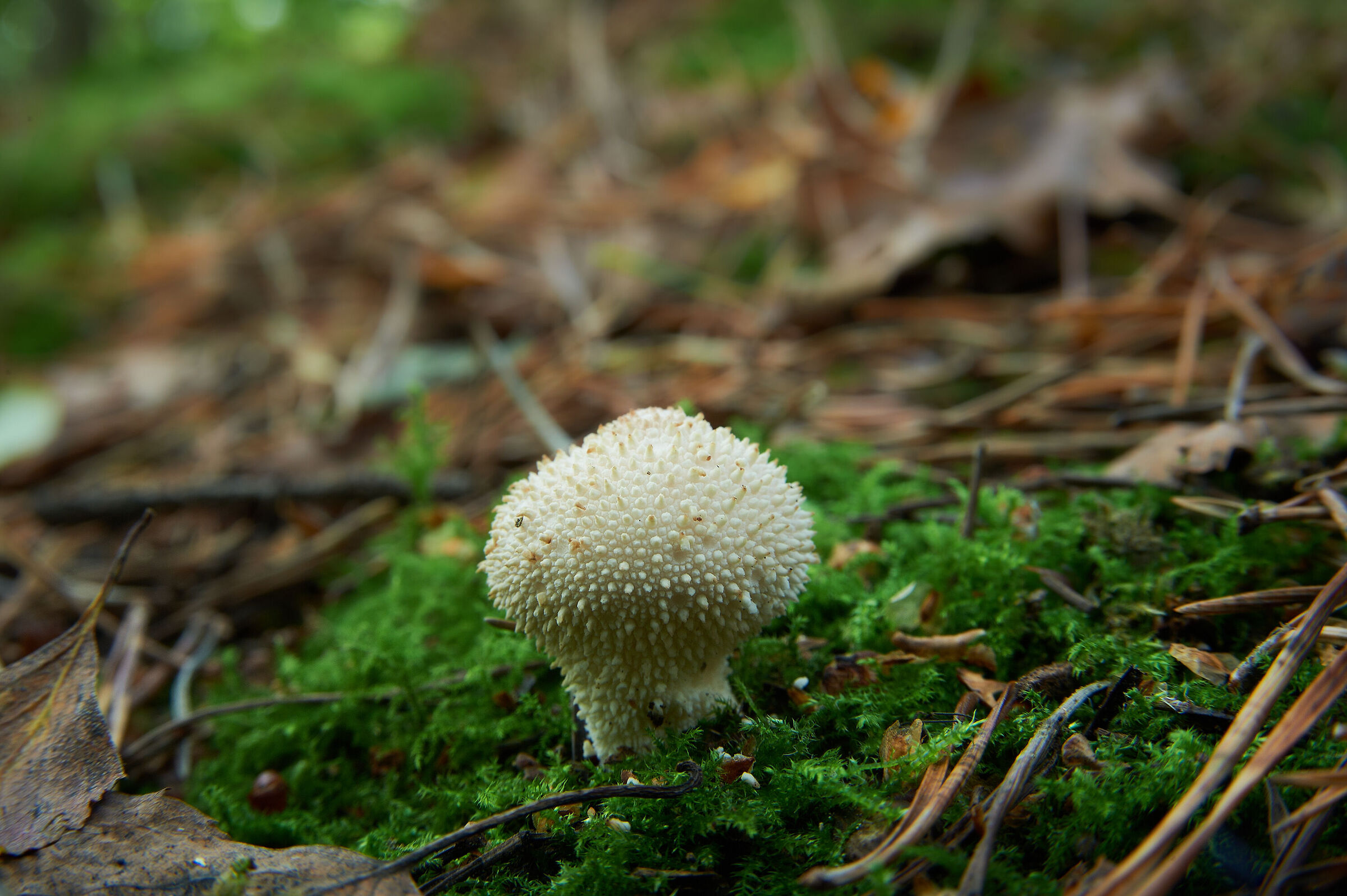 Lycoperdon perlatum