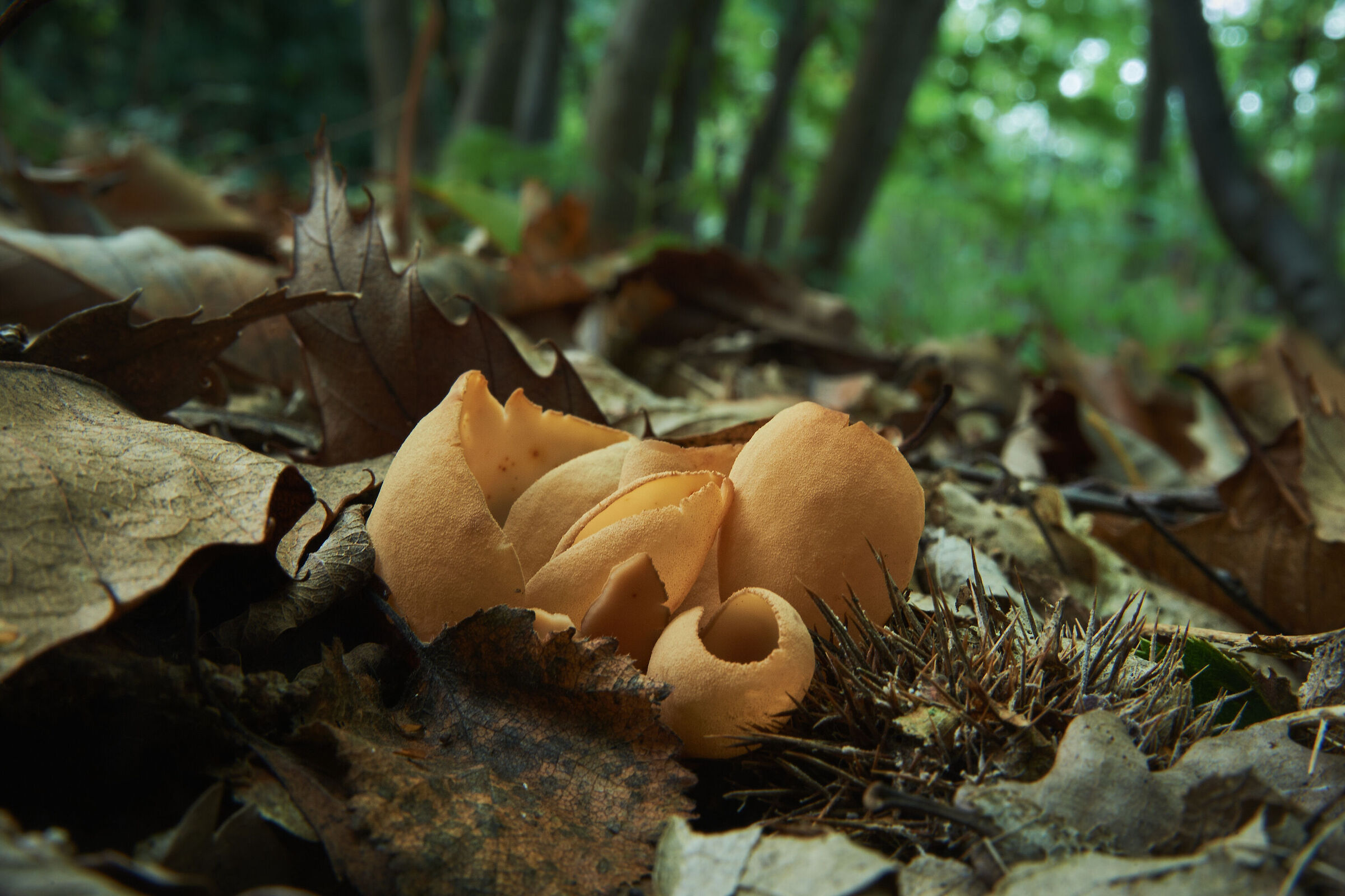 Onotic otidea