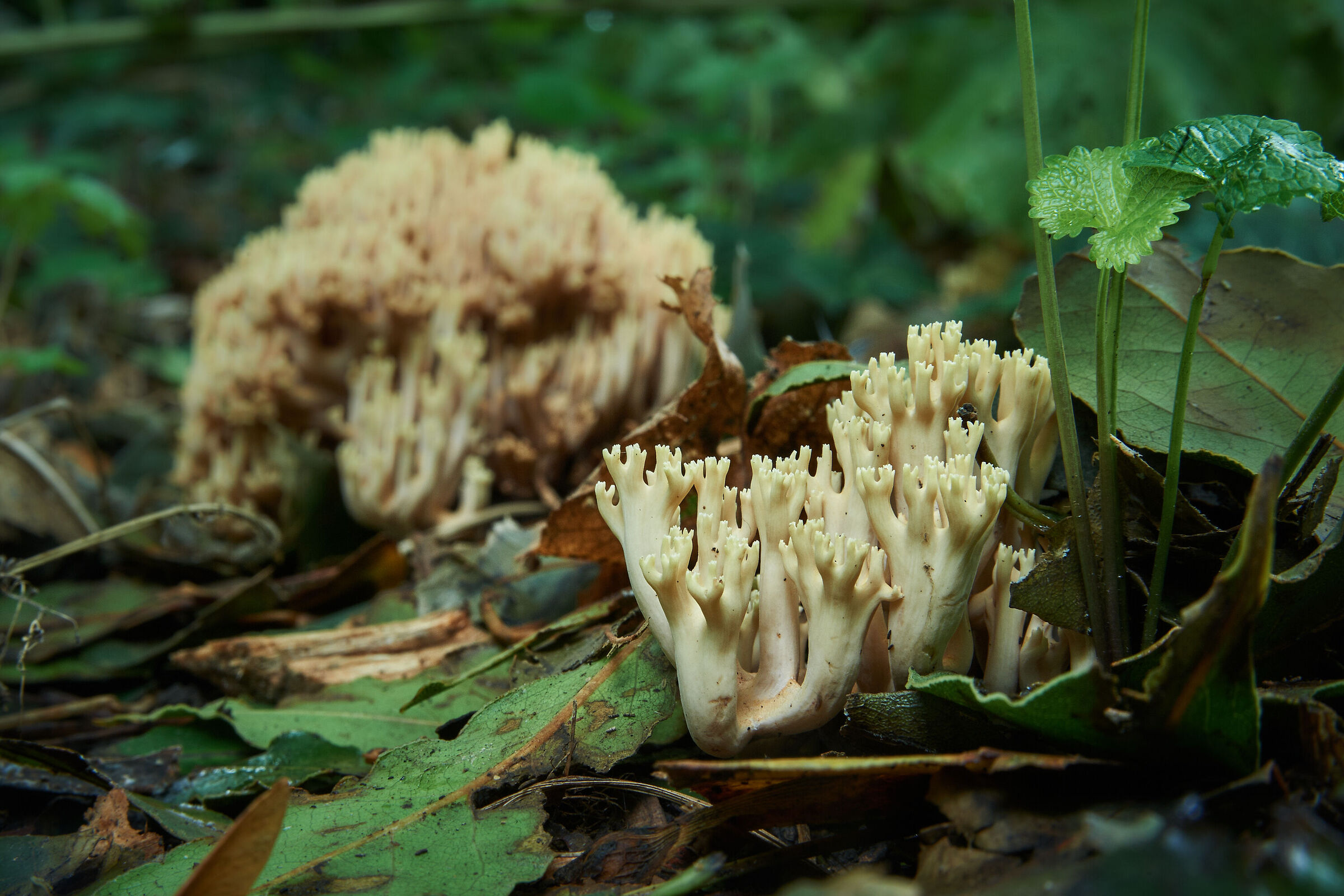 Ramaria pallida