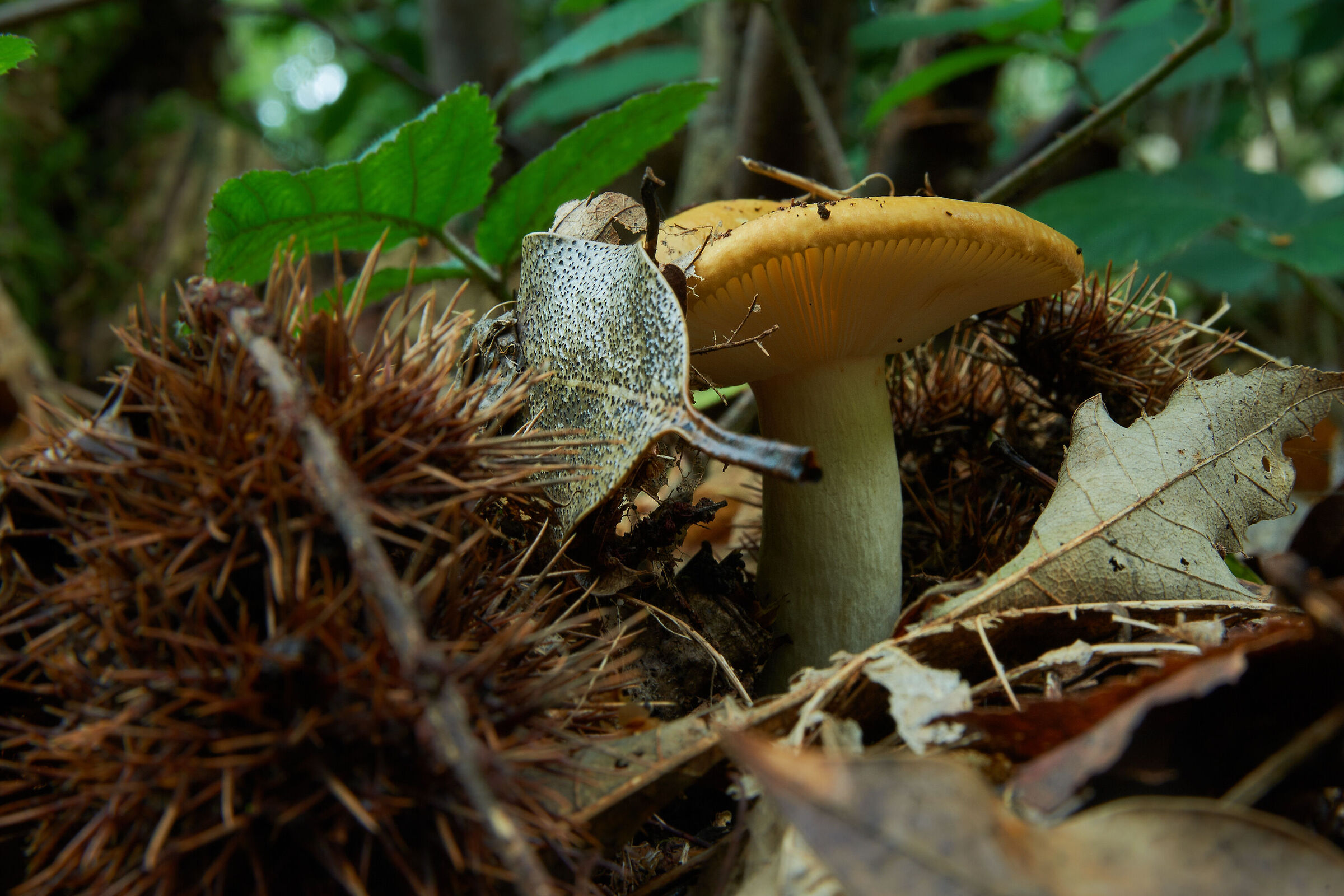 Russula claroflava