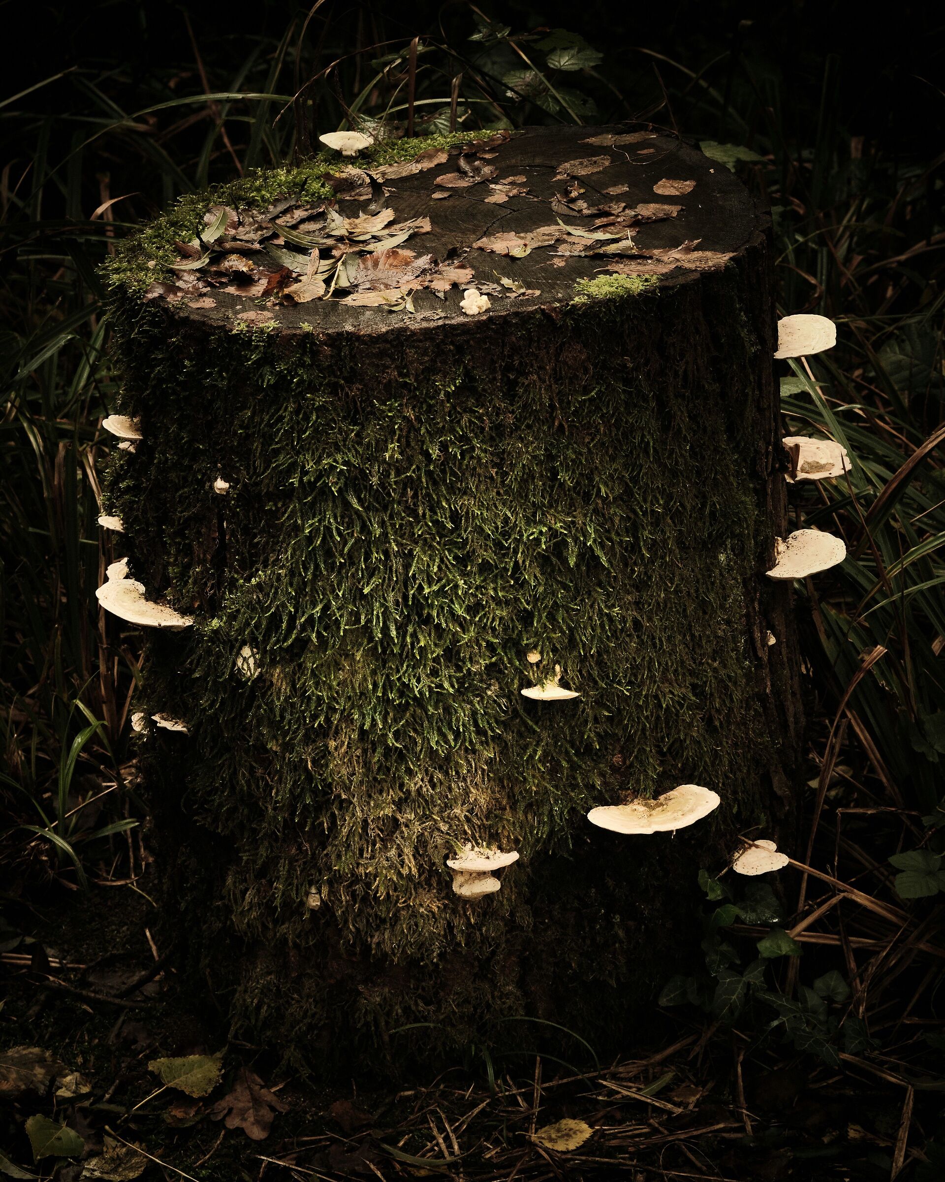 Somewhere in the woods.