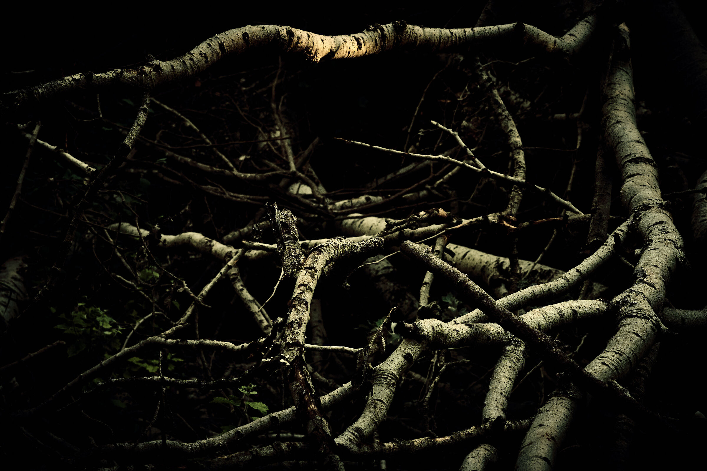 Somewhere in the woods.