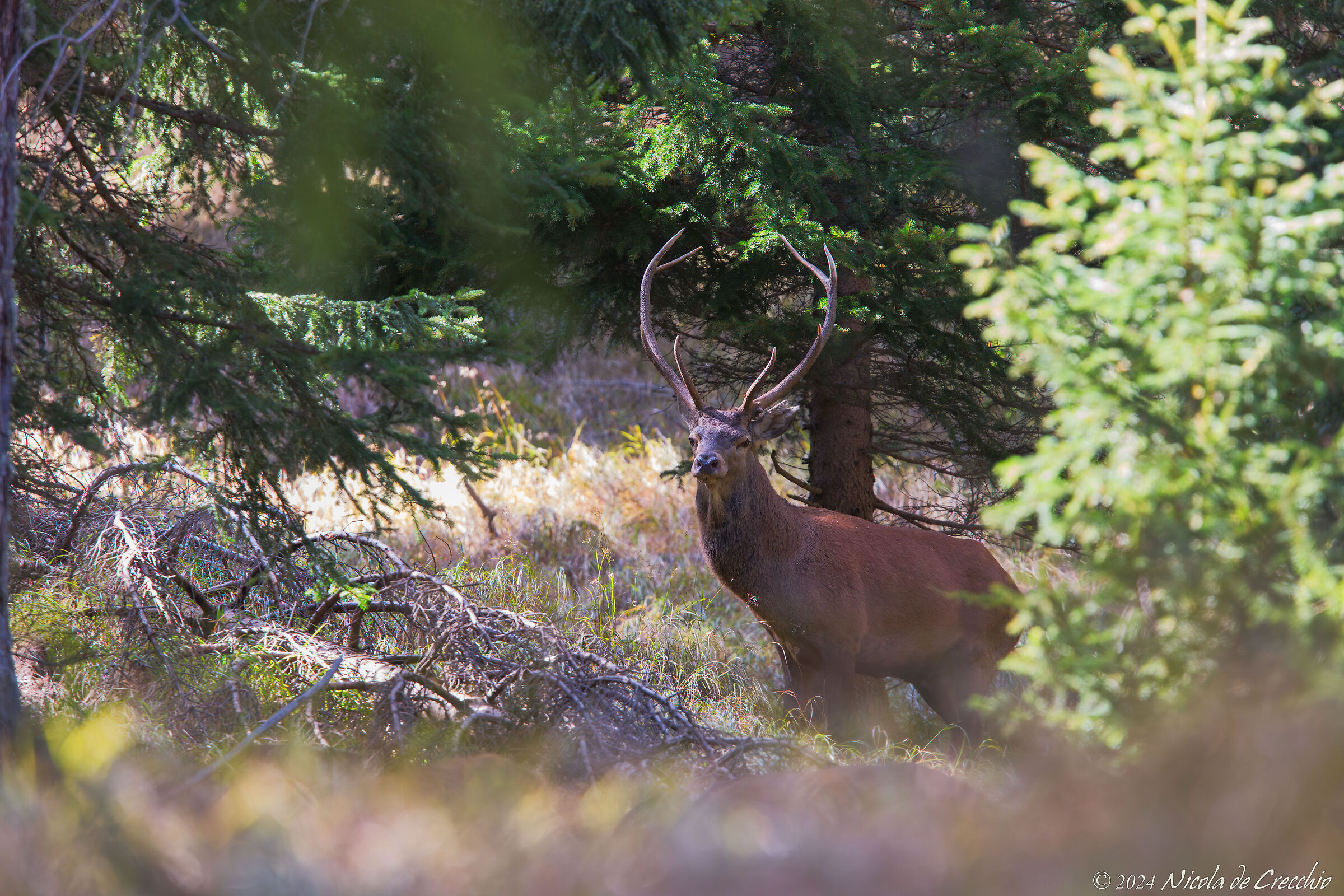 The king of the forest poses