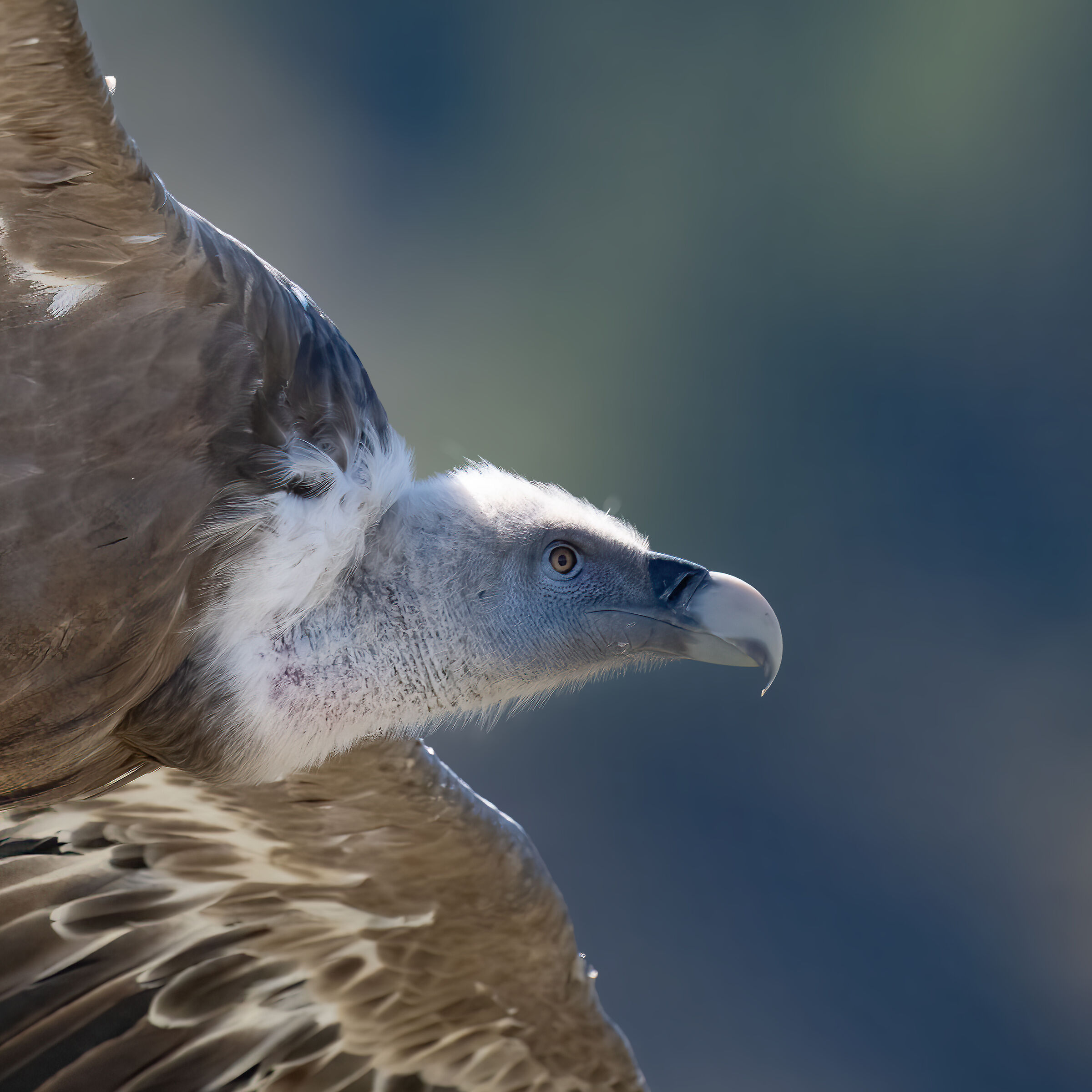 Griffin - Barronies Provencal