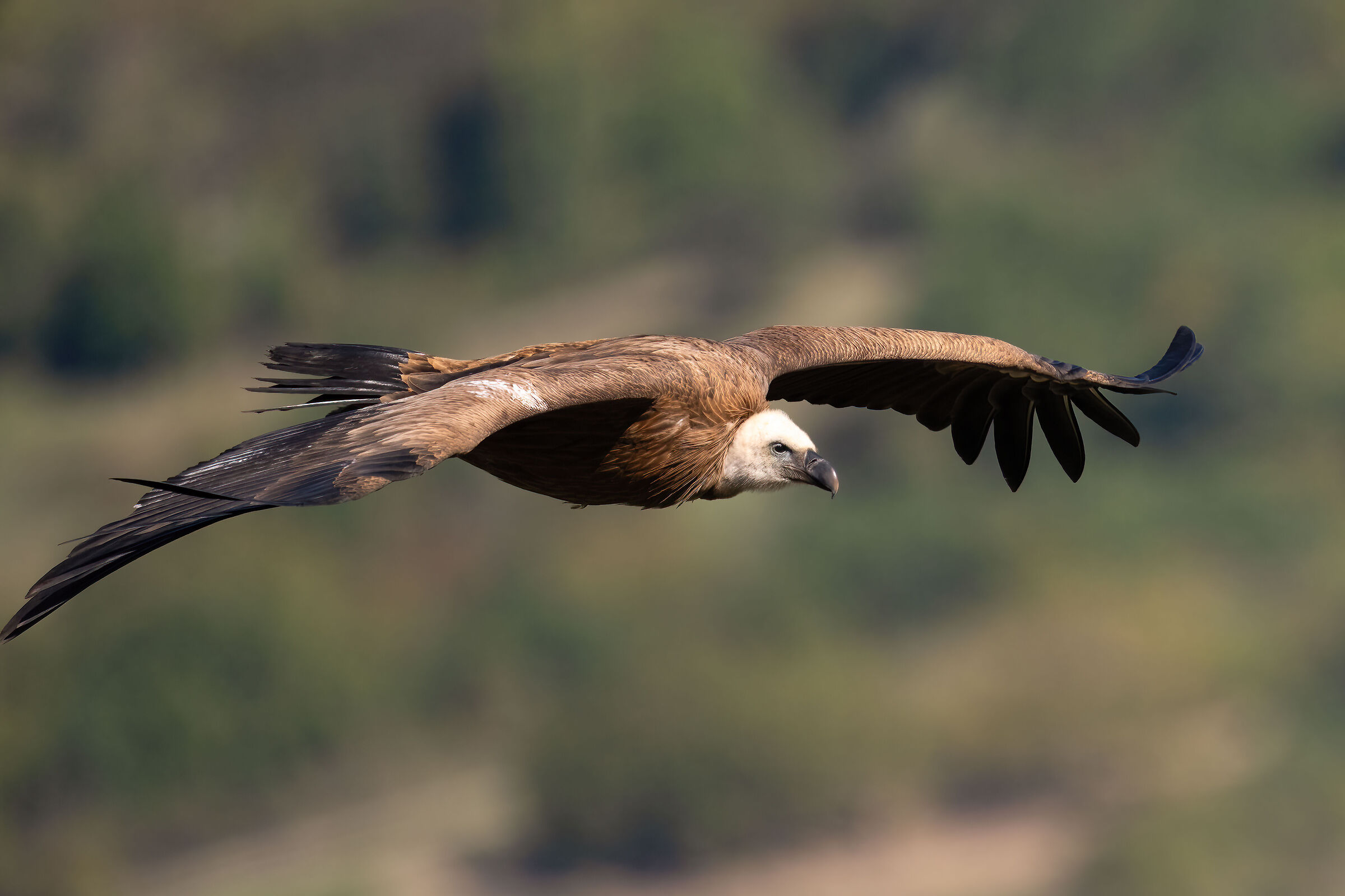 Griffin - Barronies Provencal