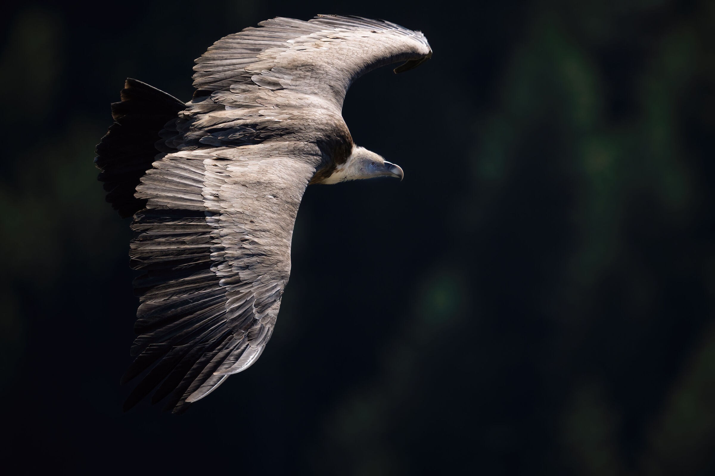 Griffin - Barronies Provencal