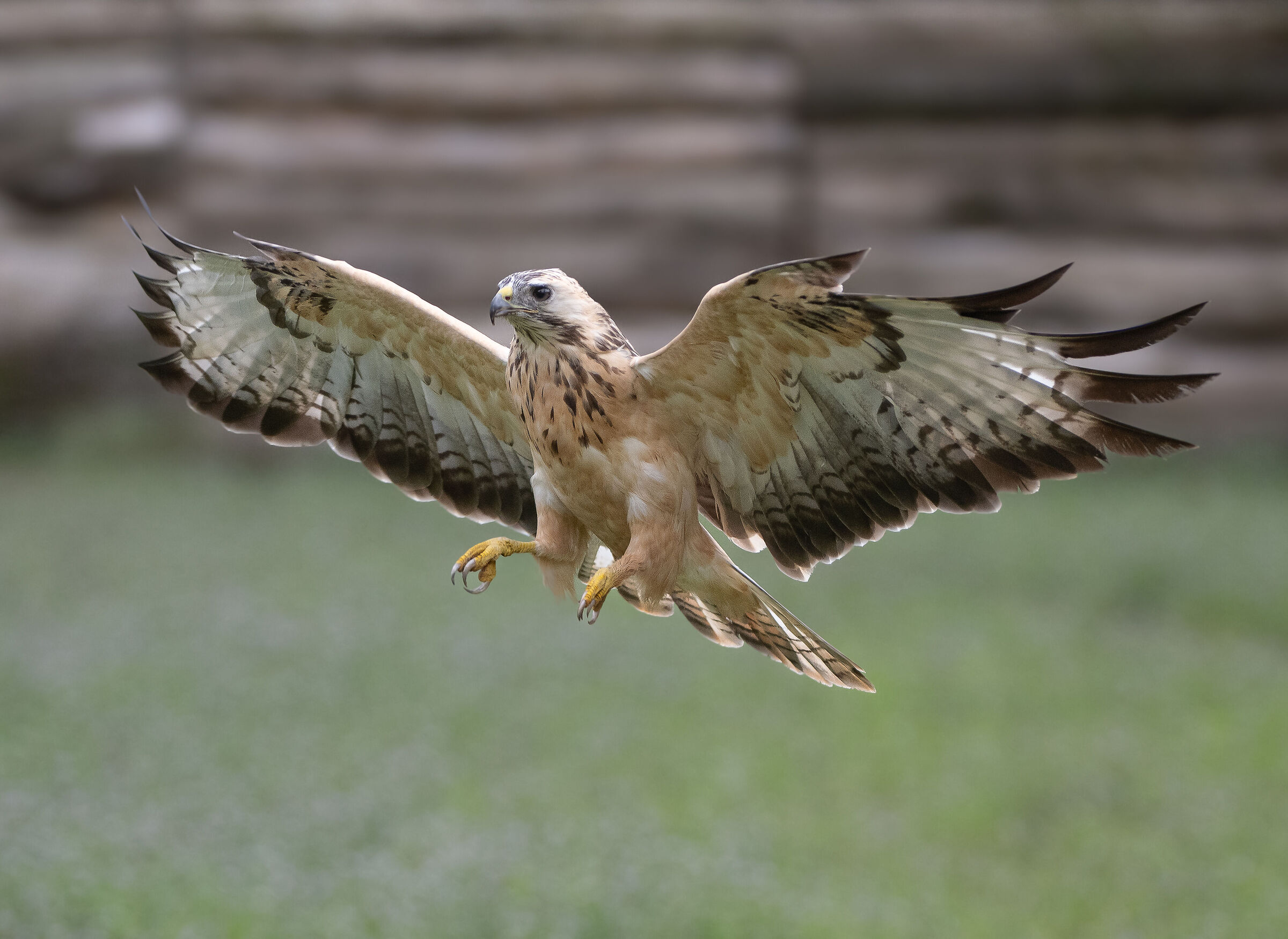 Poiana europea leucistica