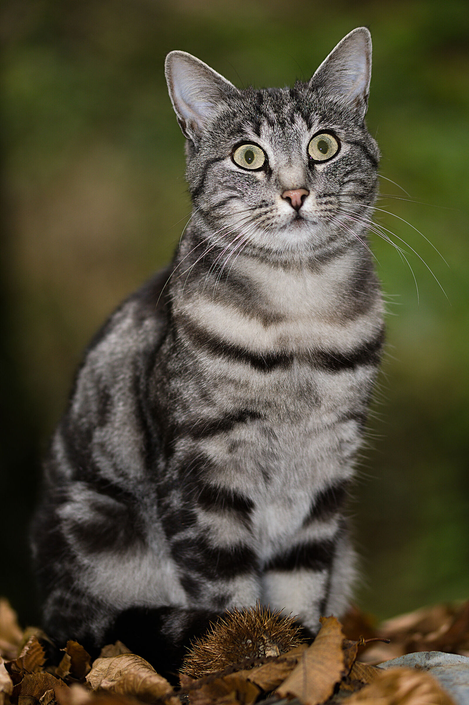 Ritratto di Tigrotto...