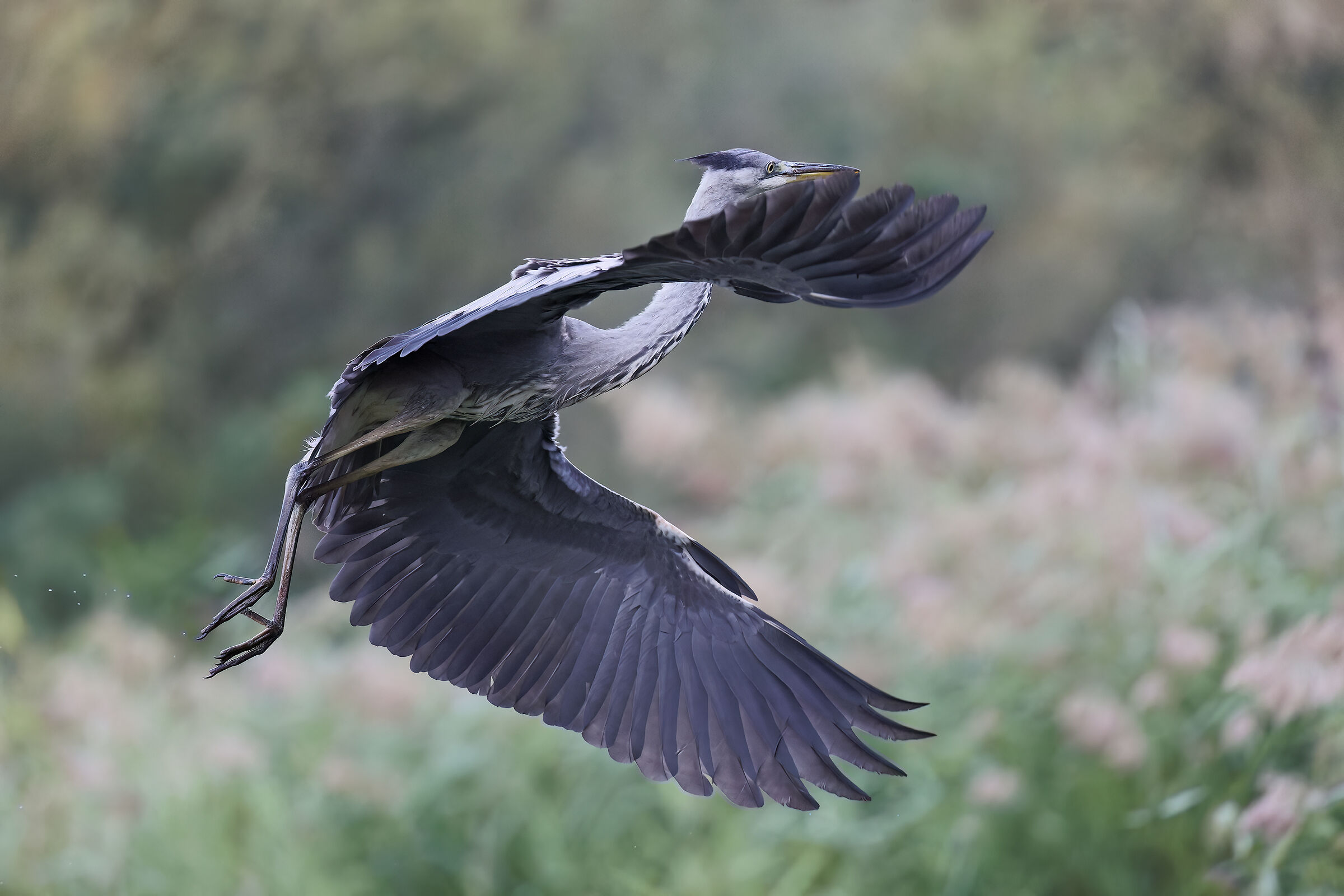 Close turn. (Cenerino)