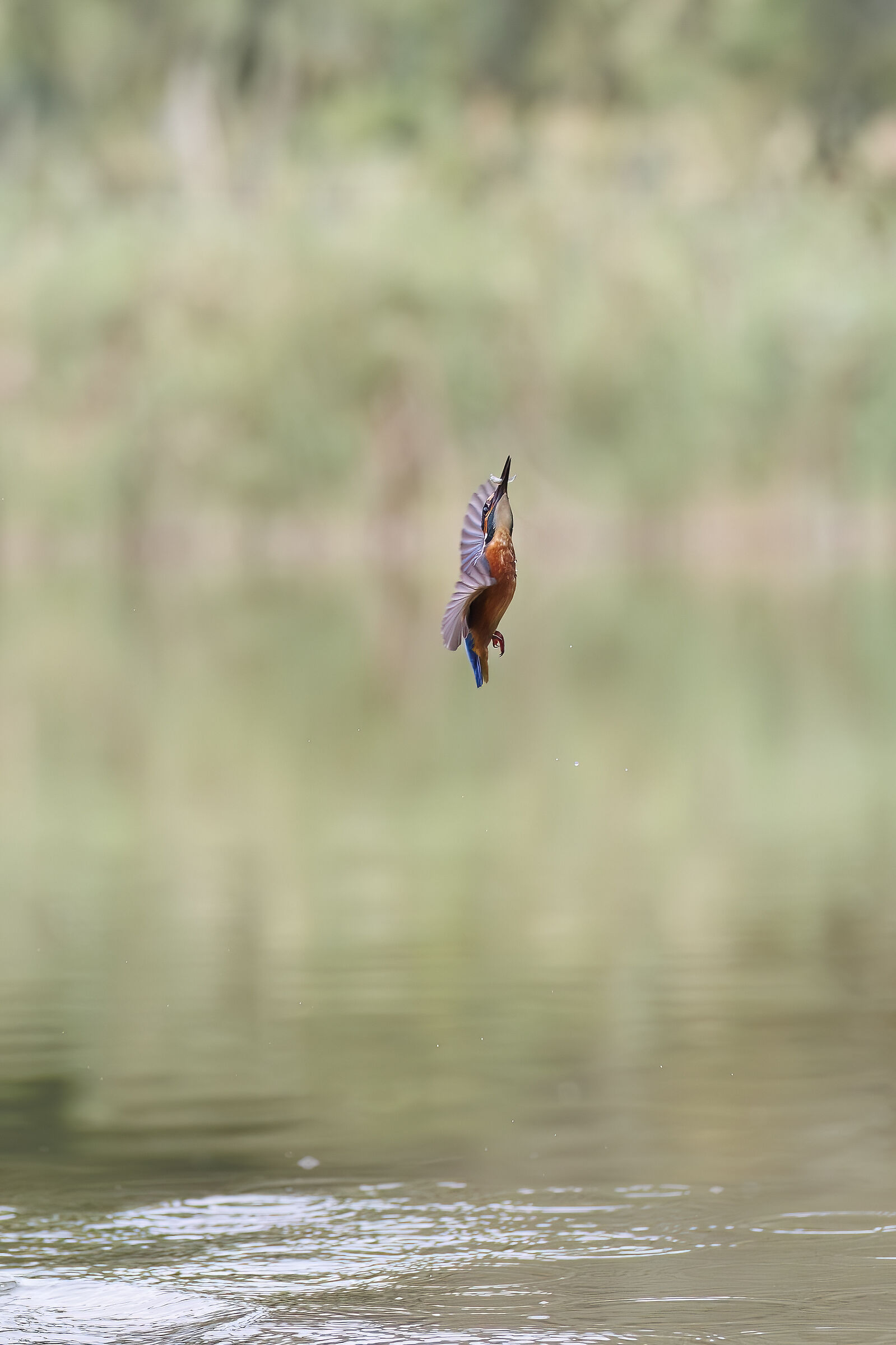 N°3 Towards the Perch