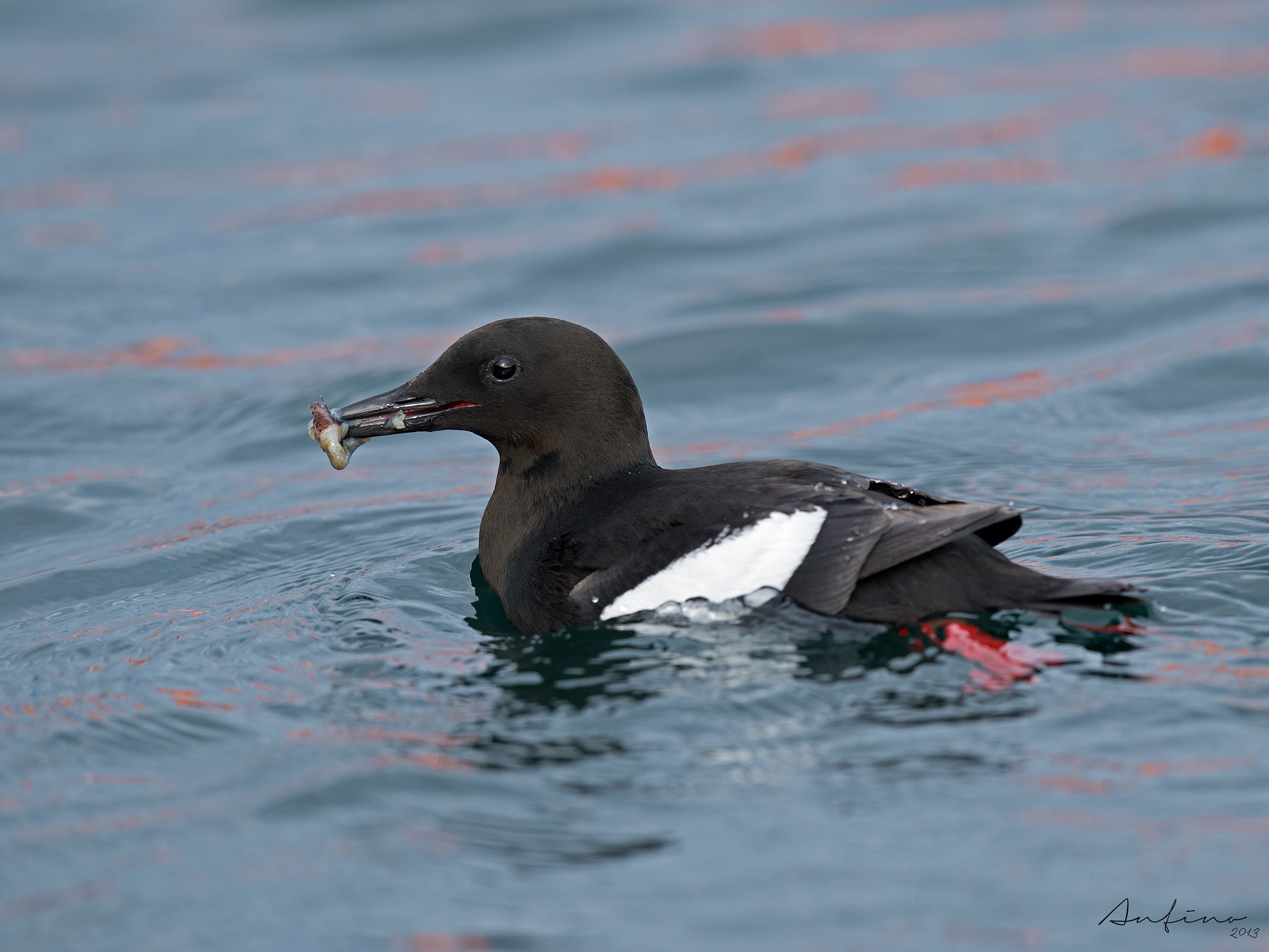 Black Guillemot