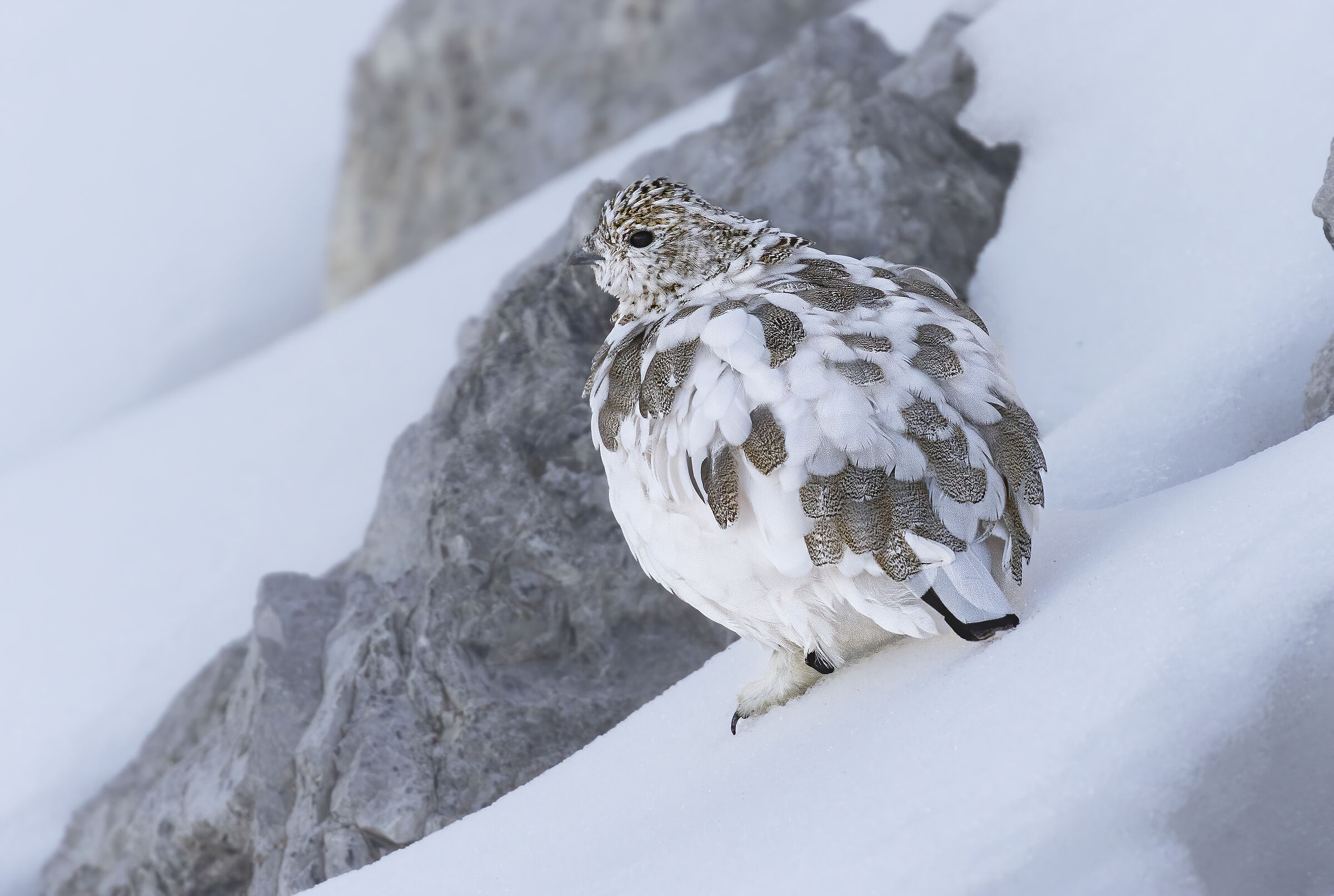 inverno in arrivo, pernice bianca