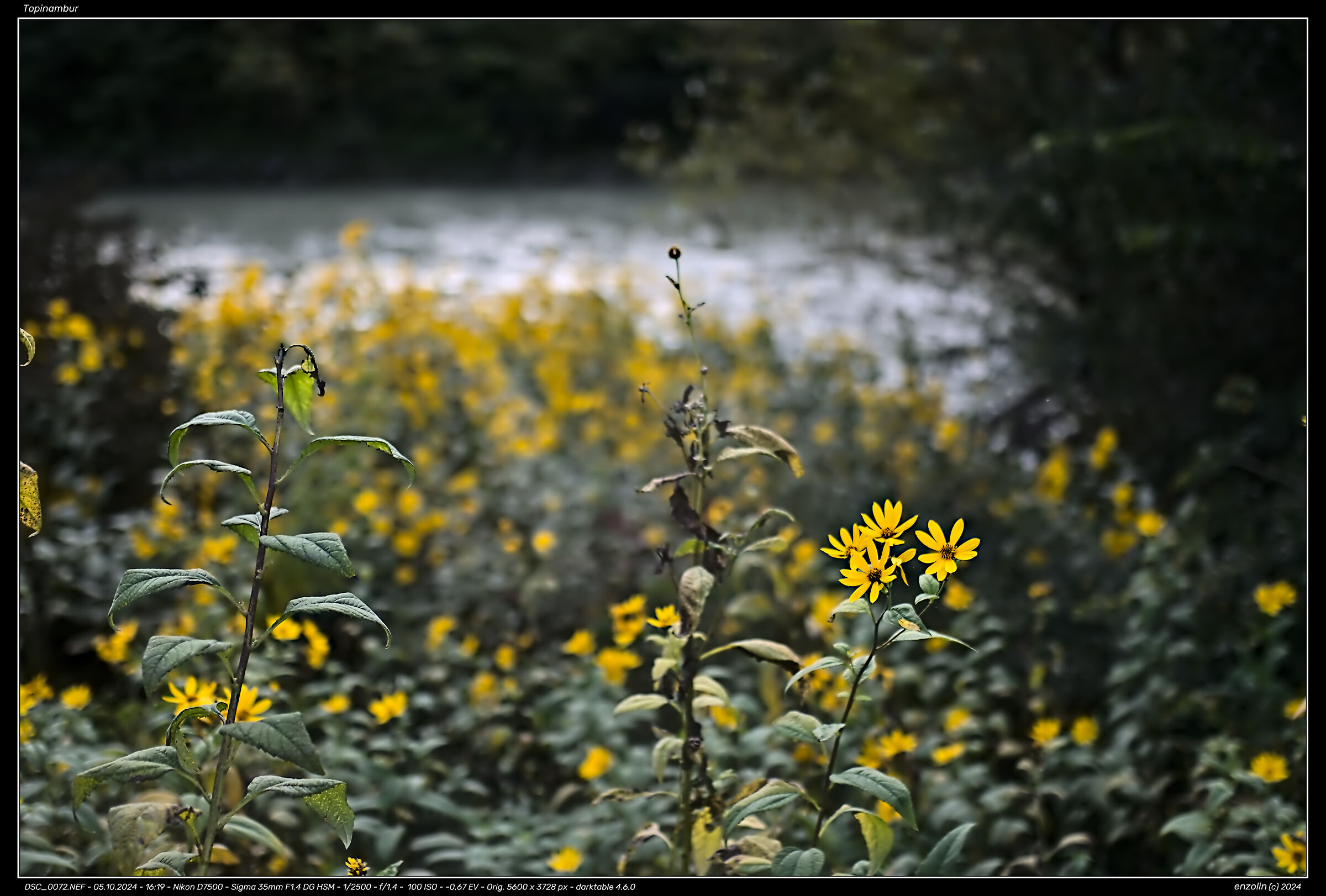 Jerusalem artichoke
