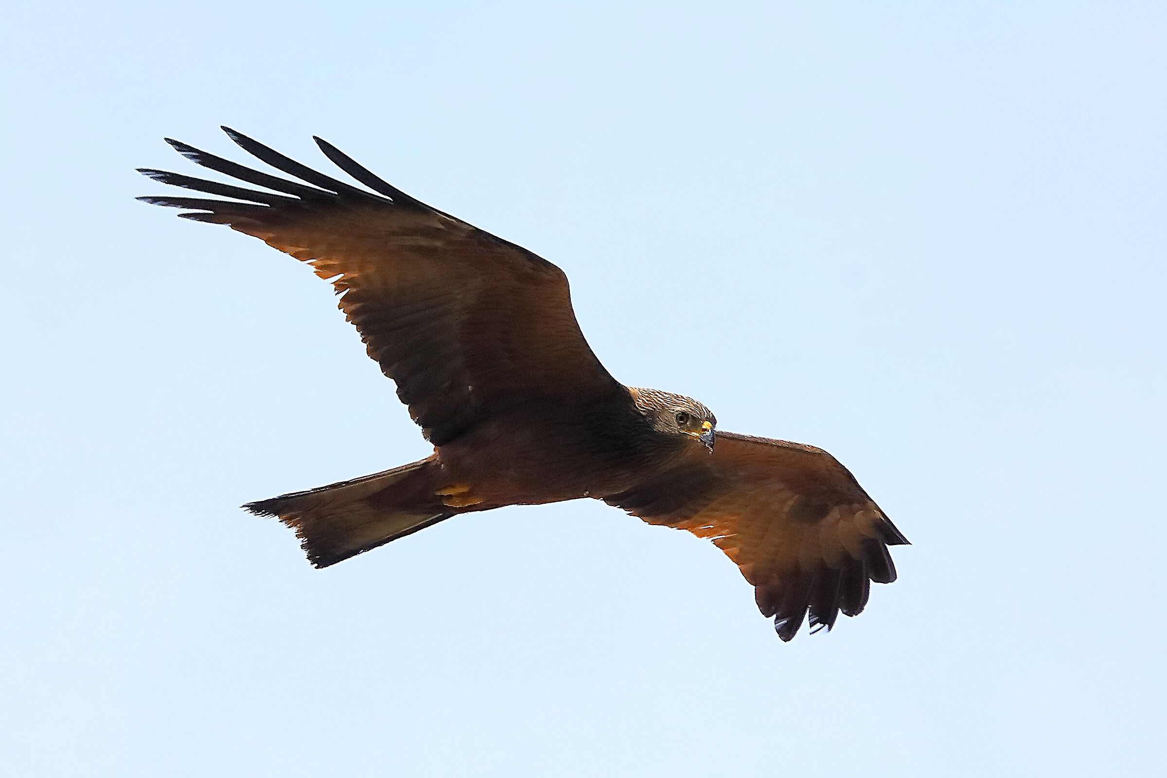 Nibbio bruno 30 aprile 2024 - 0191