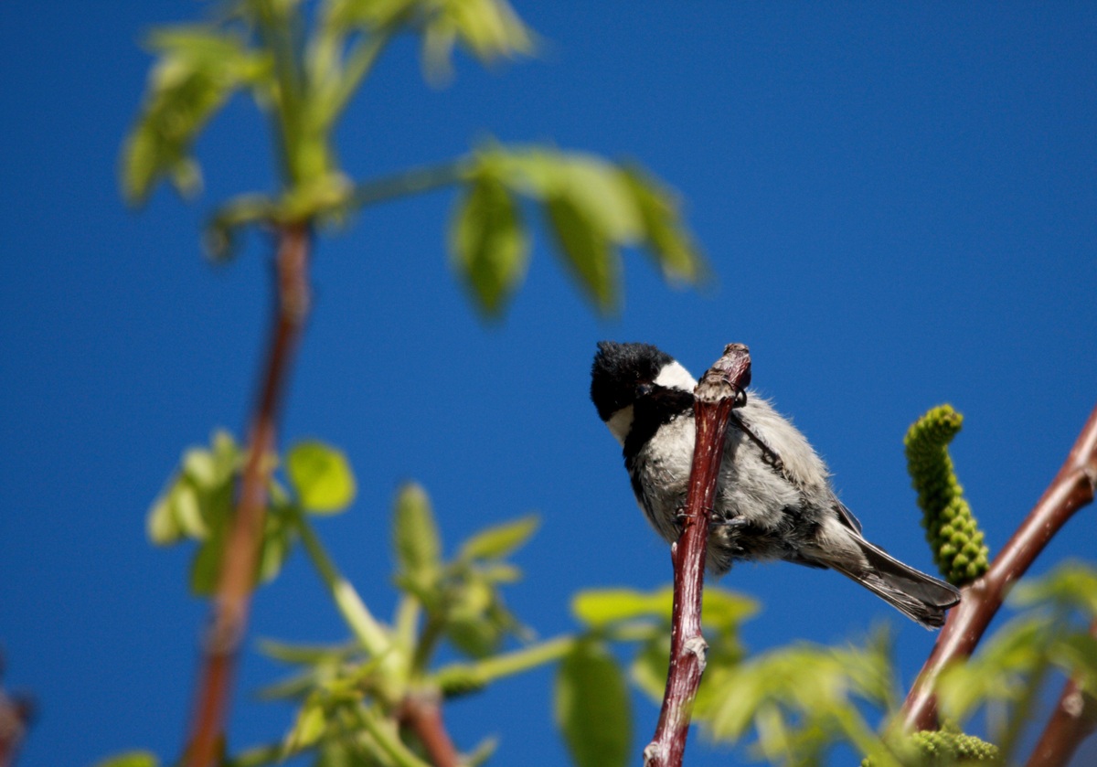 Coal Tit