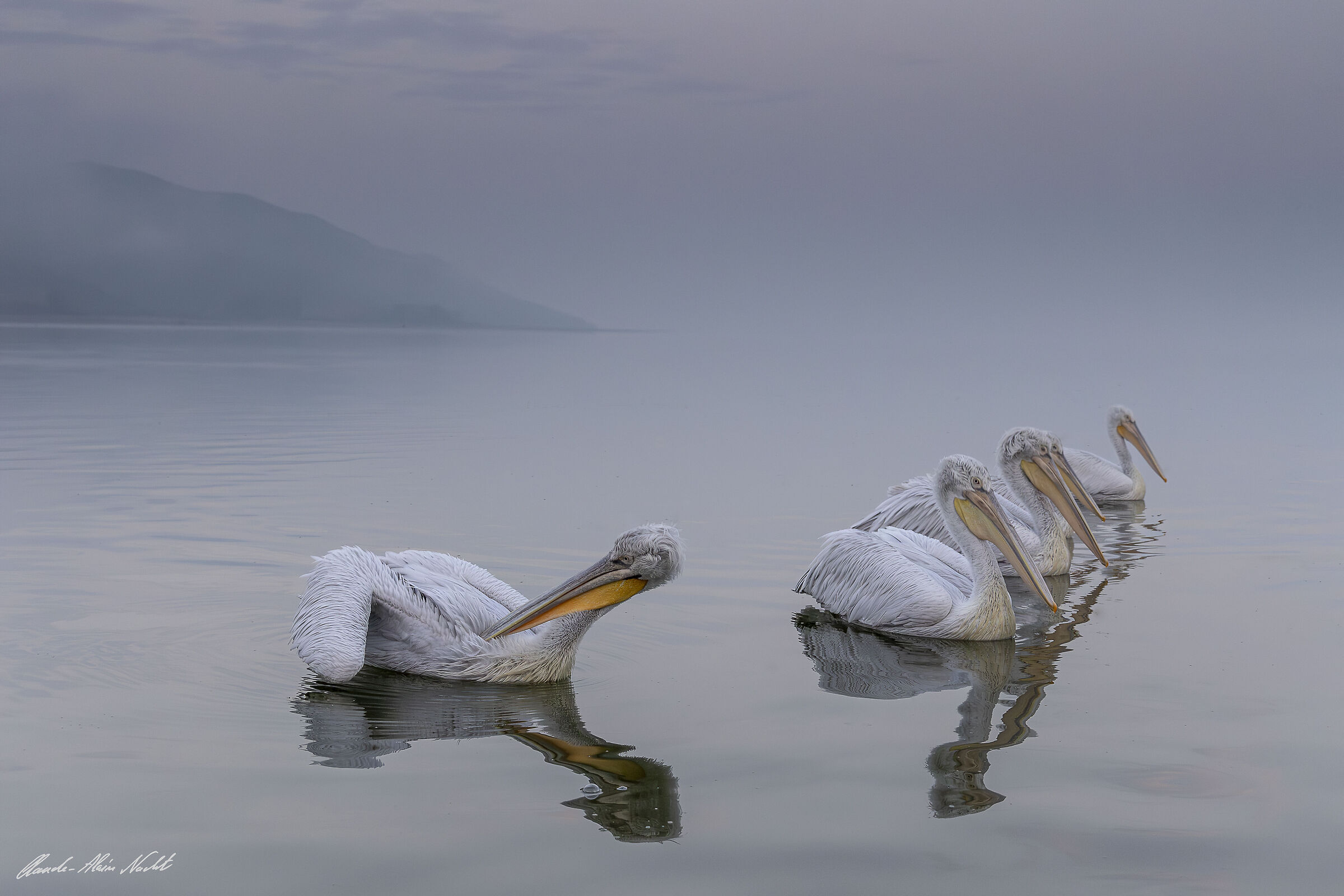 Pellicani dalmati nella nebbia dell'alba